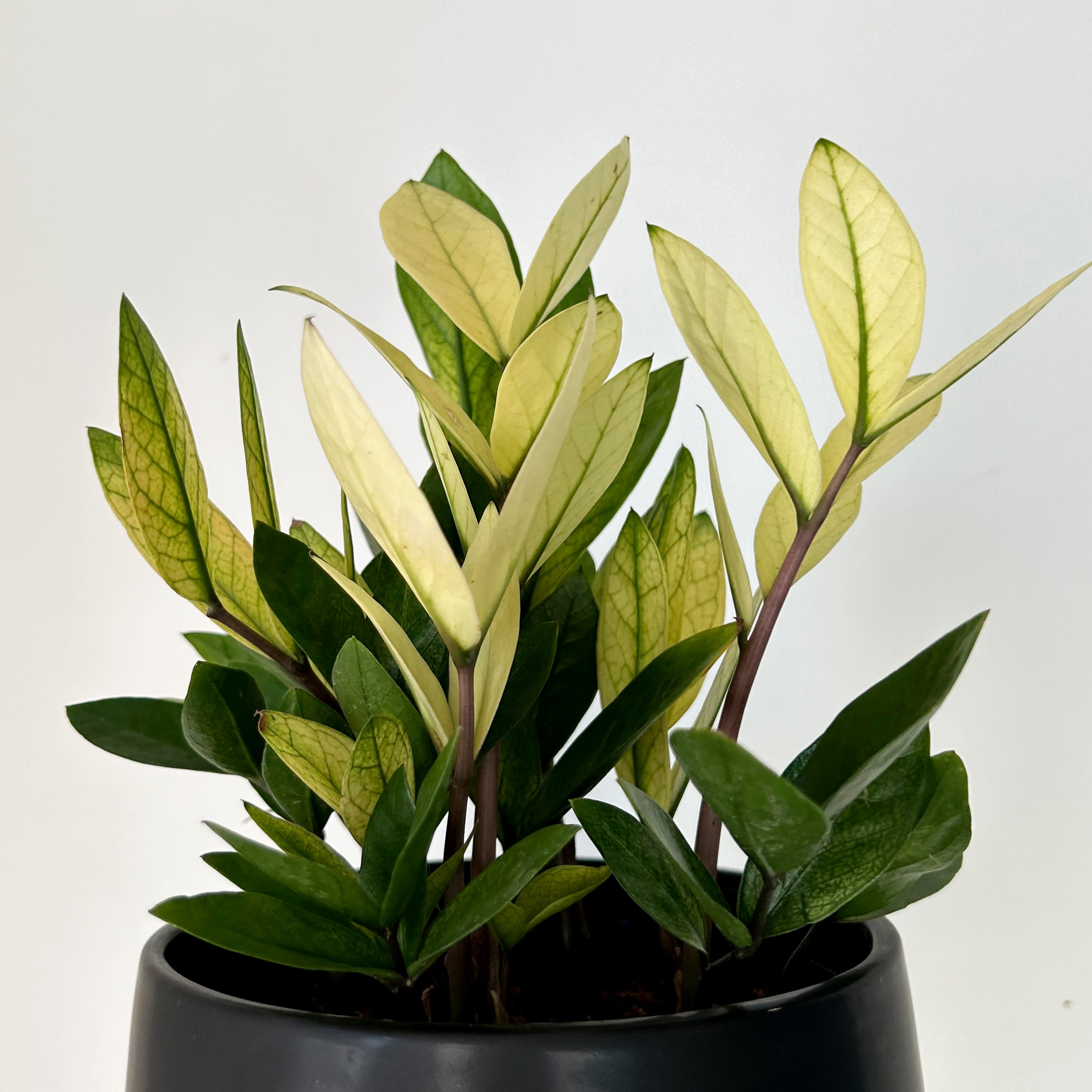 ZZ “Chameleon” 6” pot