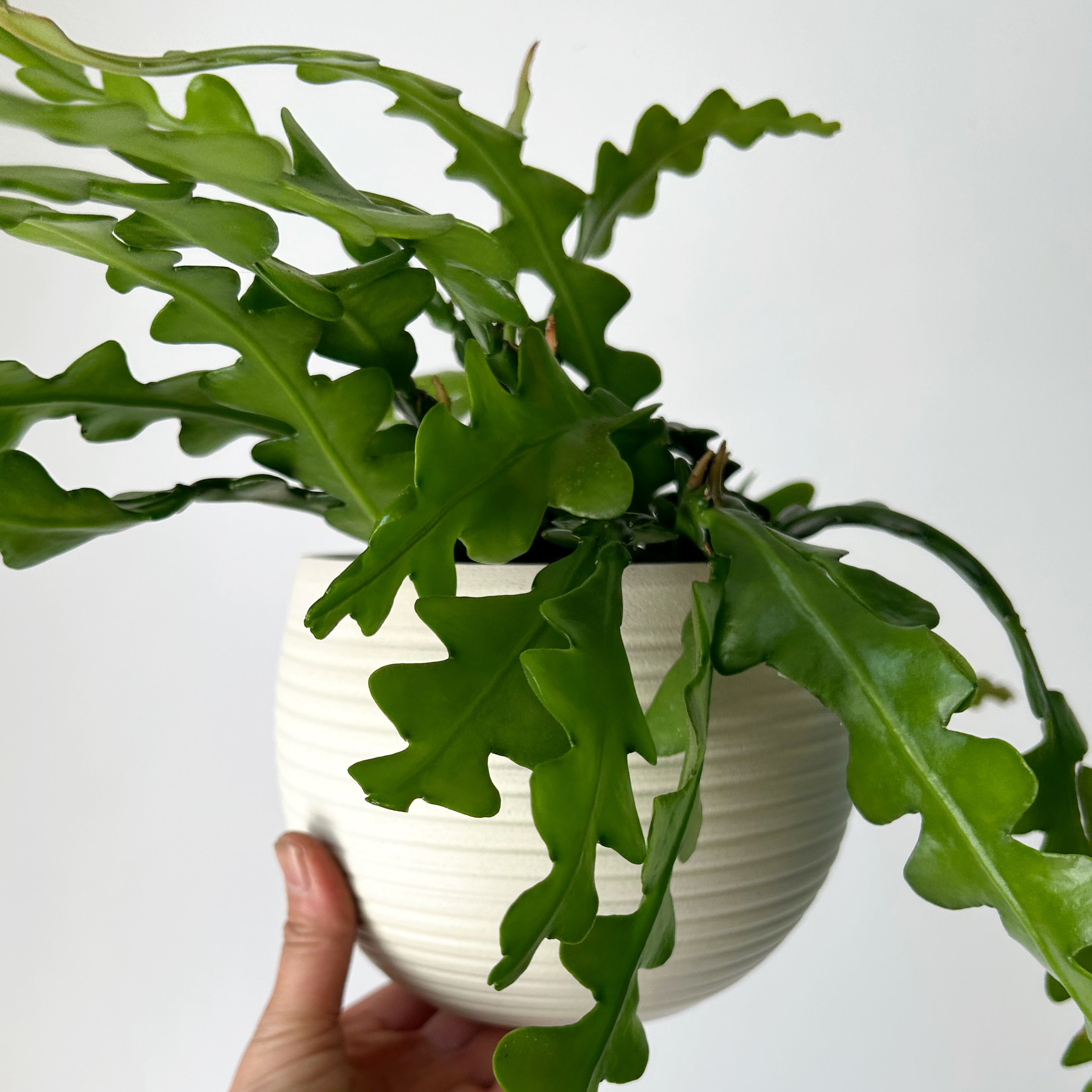 ARDEN Decorative Ceramic Planter Creamy WHITE (5.5”x4.75”)