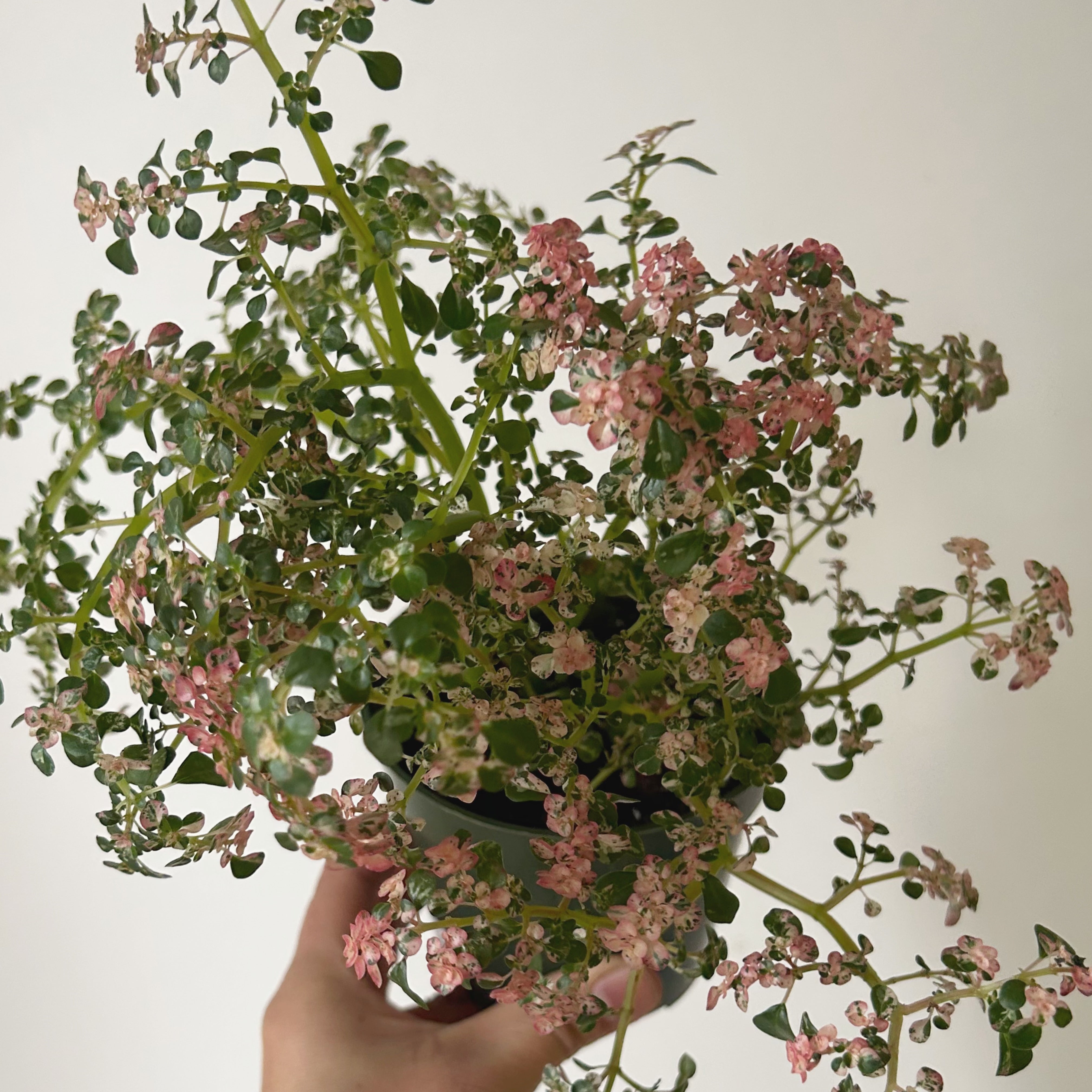 Variegated Artillery Plant (Pilea microphylla variegata) 4” pot
