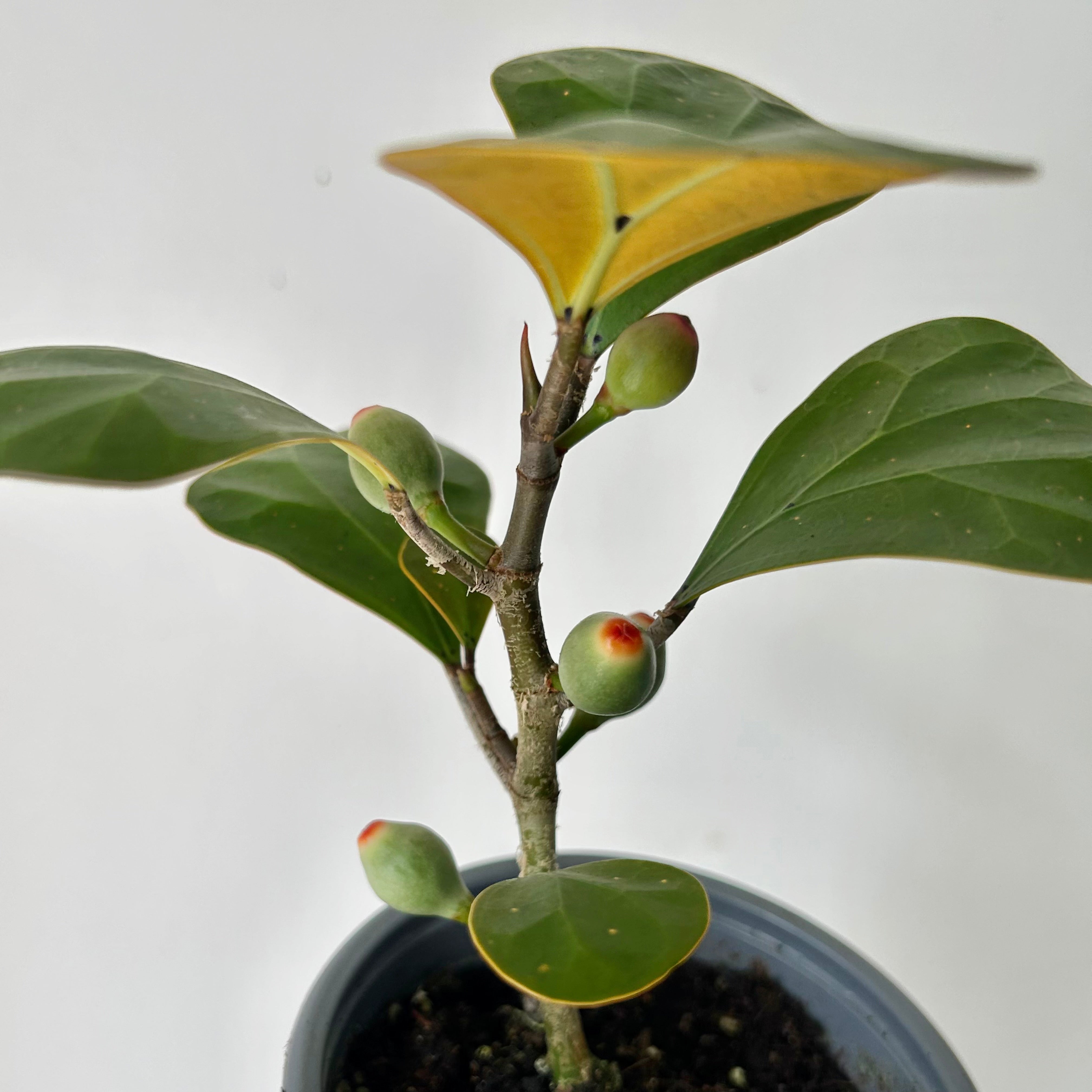 Mistletoe Fig (Ficus deltoidea) 3.5”pot