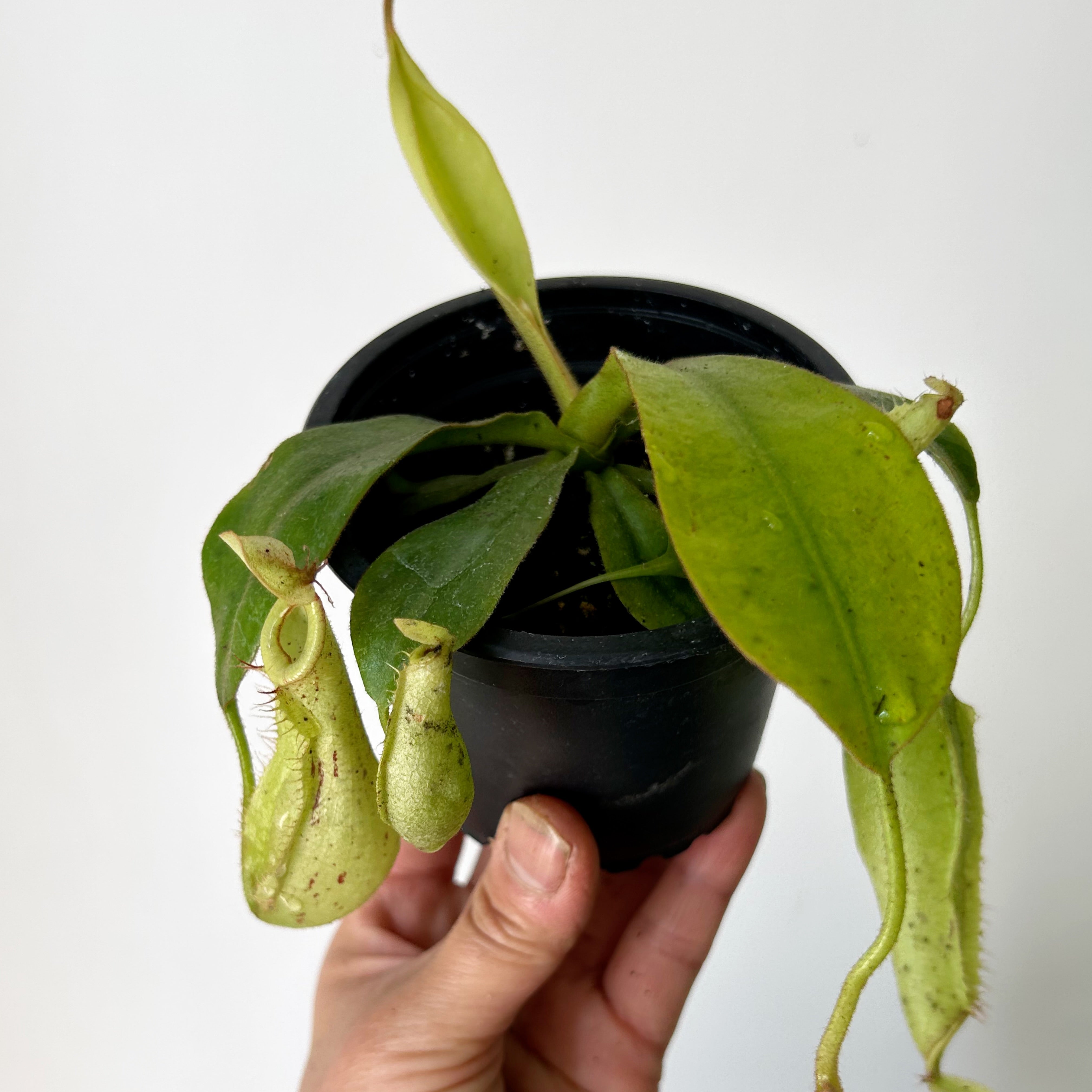 Nepenthes Dyeriana 3.5” pot
