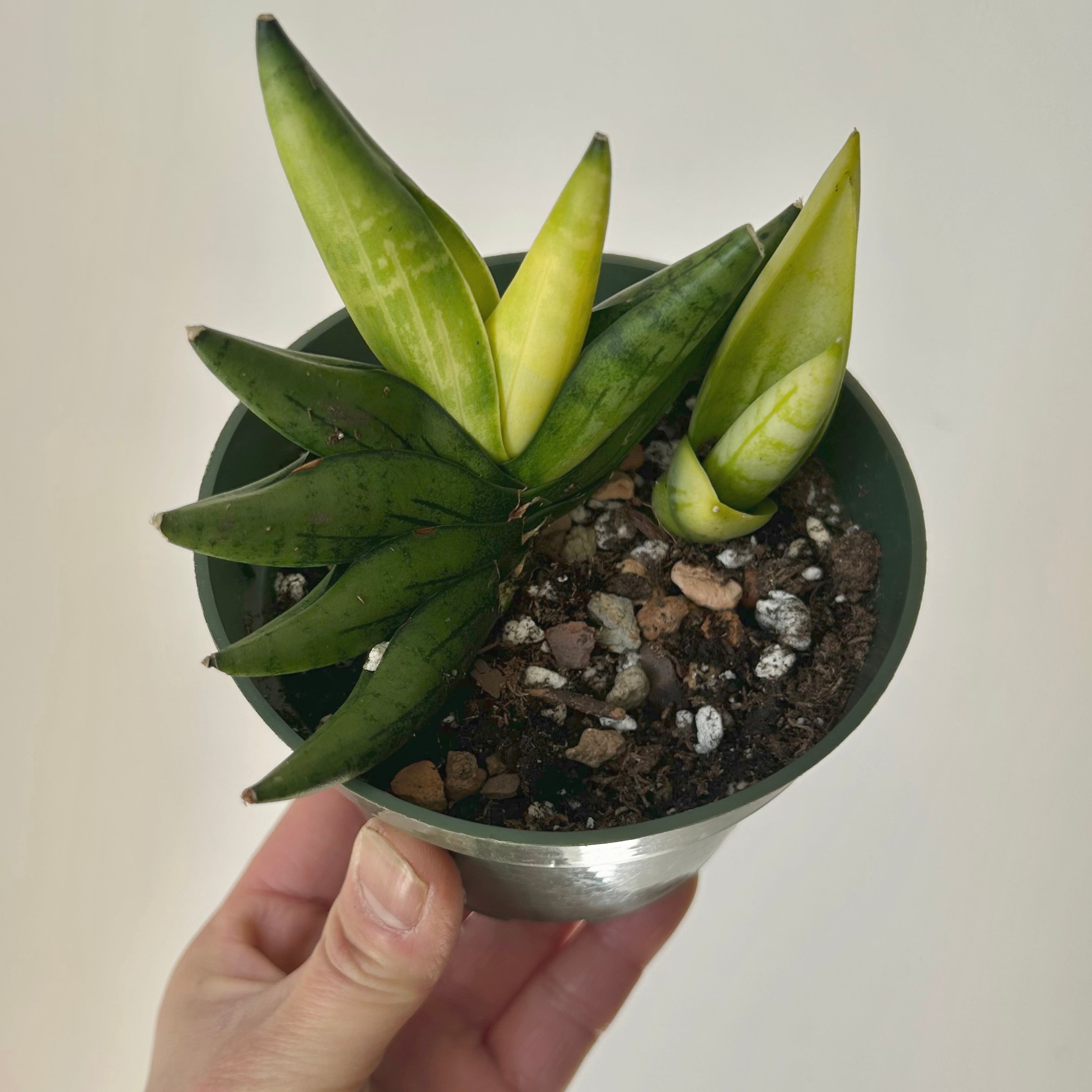 Sansevieria dwarf boncel variegata 4”pot