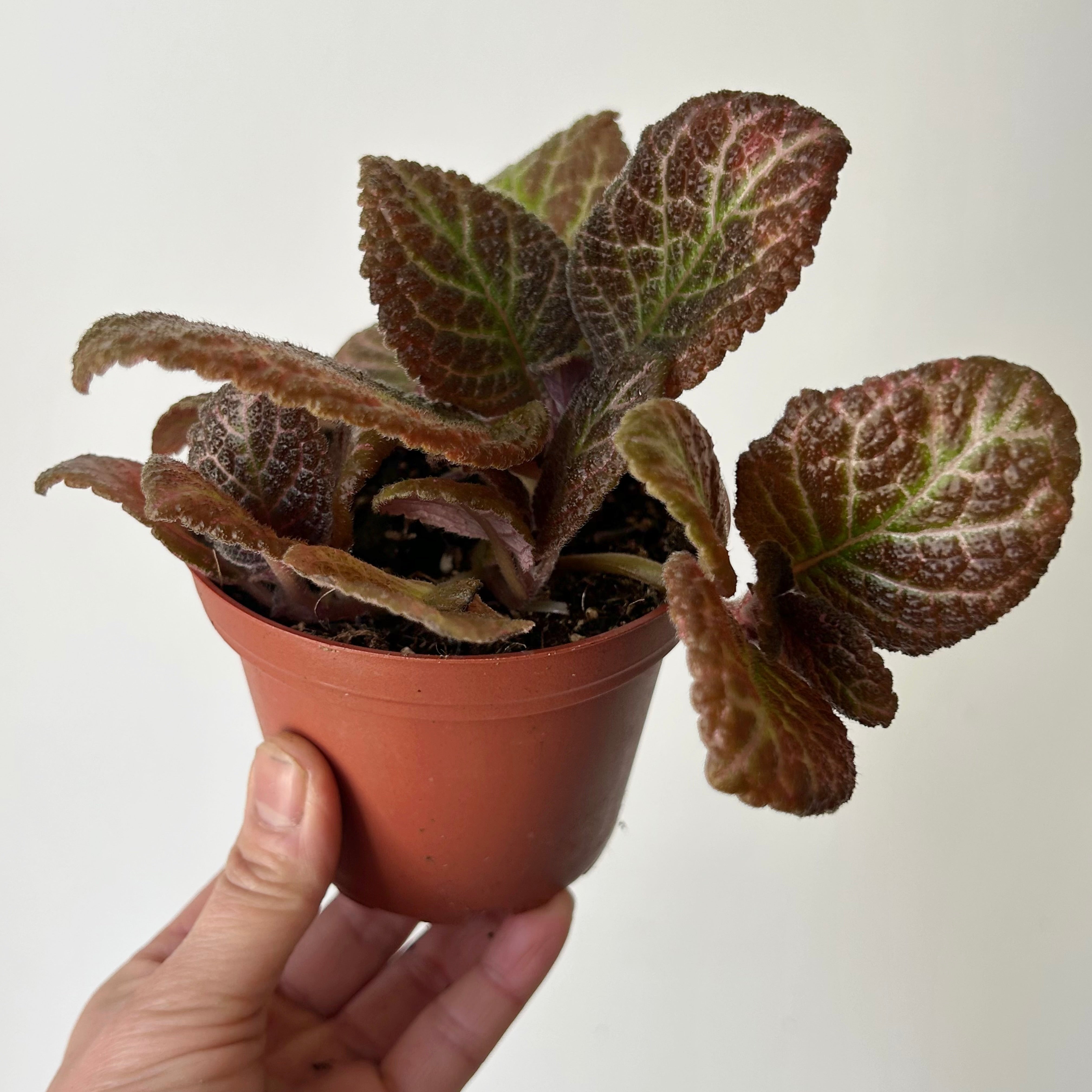 Episcia Copper 4”pot