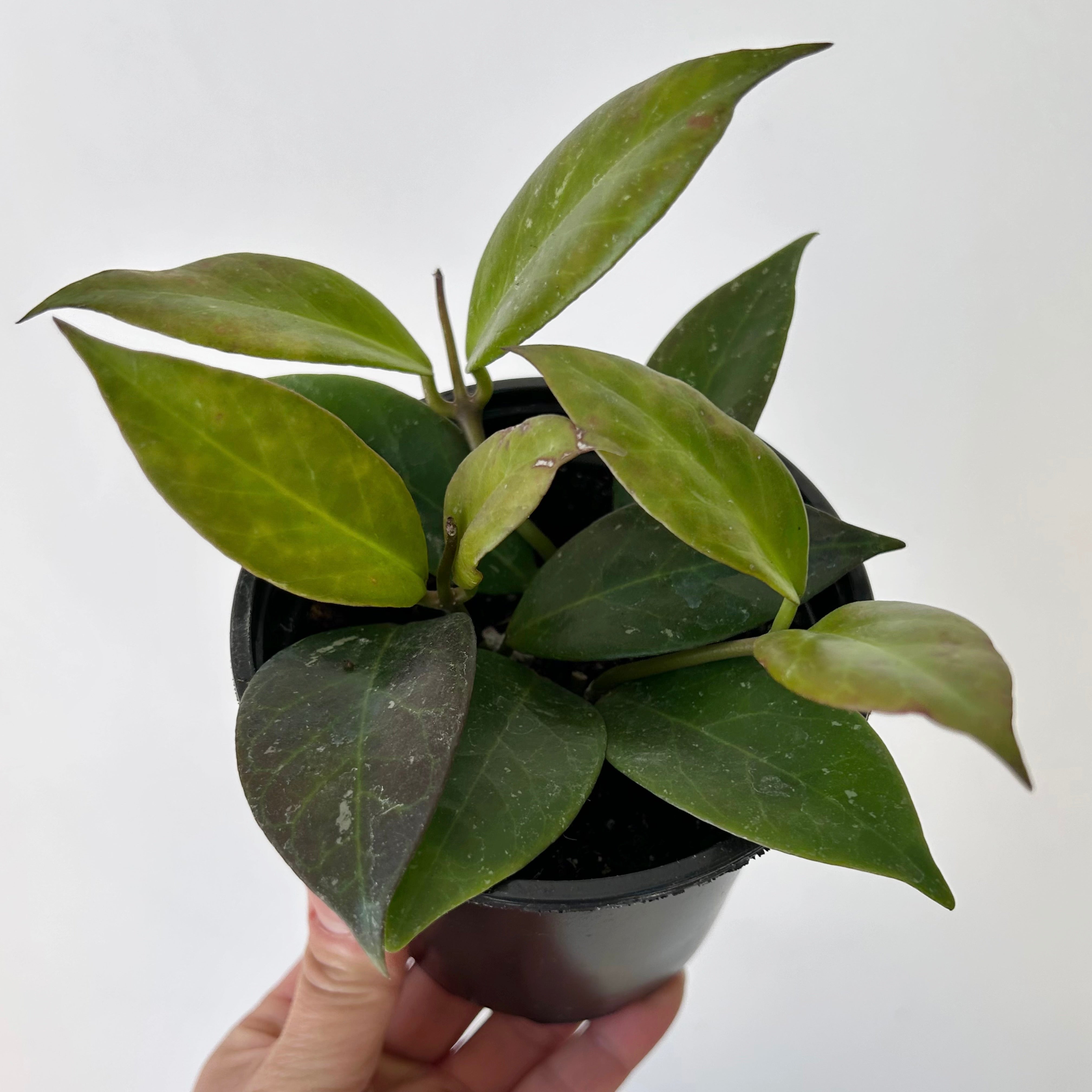 Hoya Sunrise 4” pot