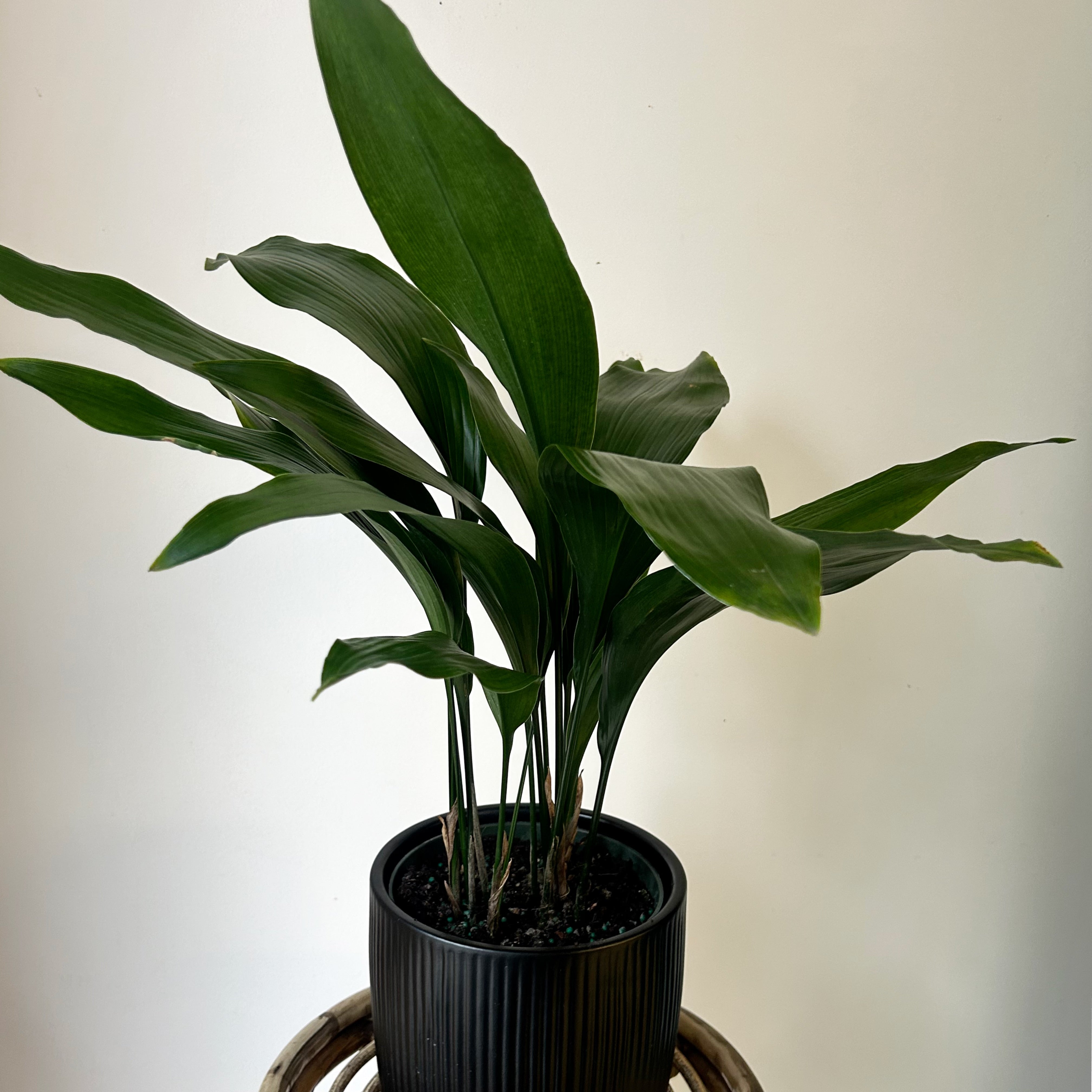 Cast Iron Plant (Aspidistra Elatior) approximately 2ft tall in 6” pot