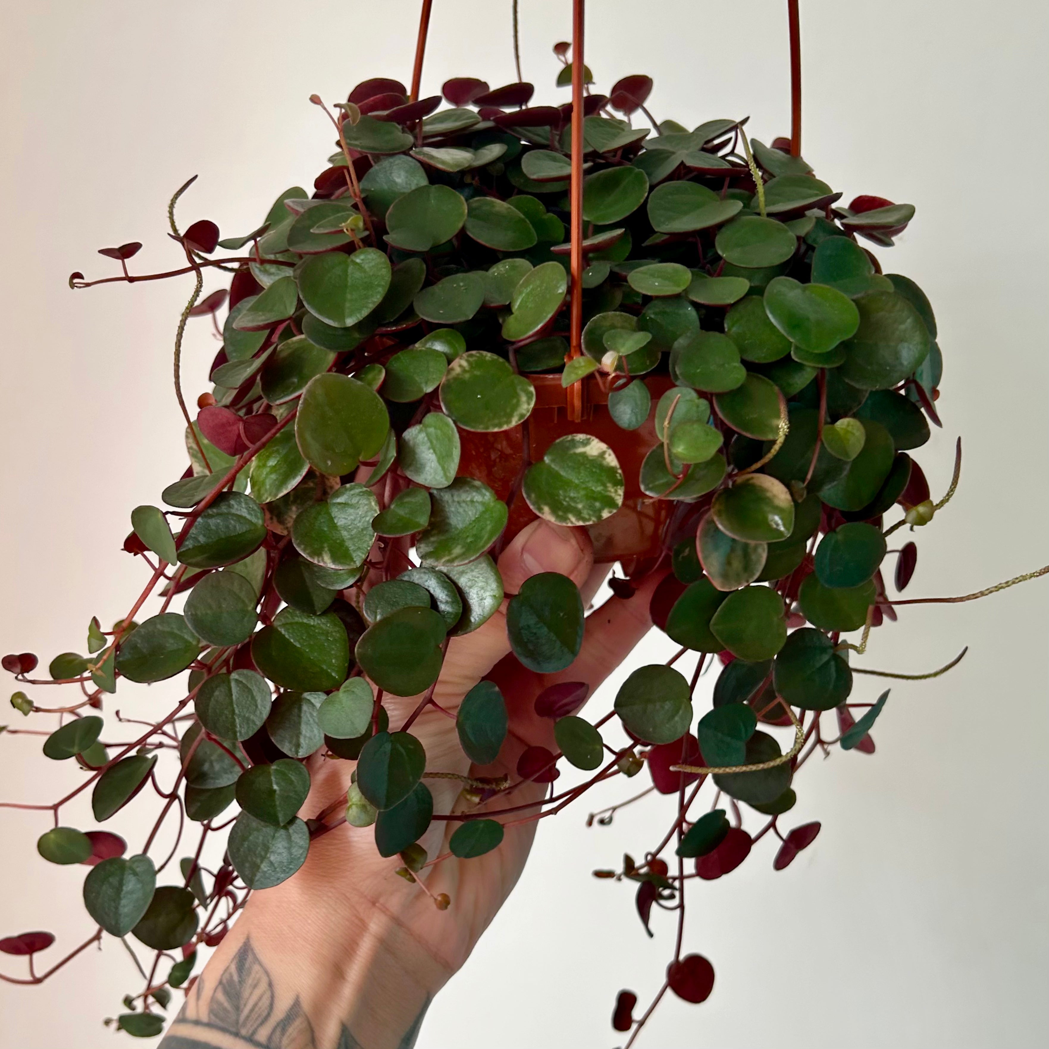 Peperomia “Ruby Cascade” 4.5”hanging basket