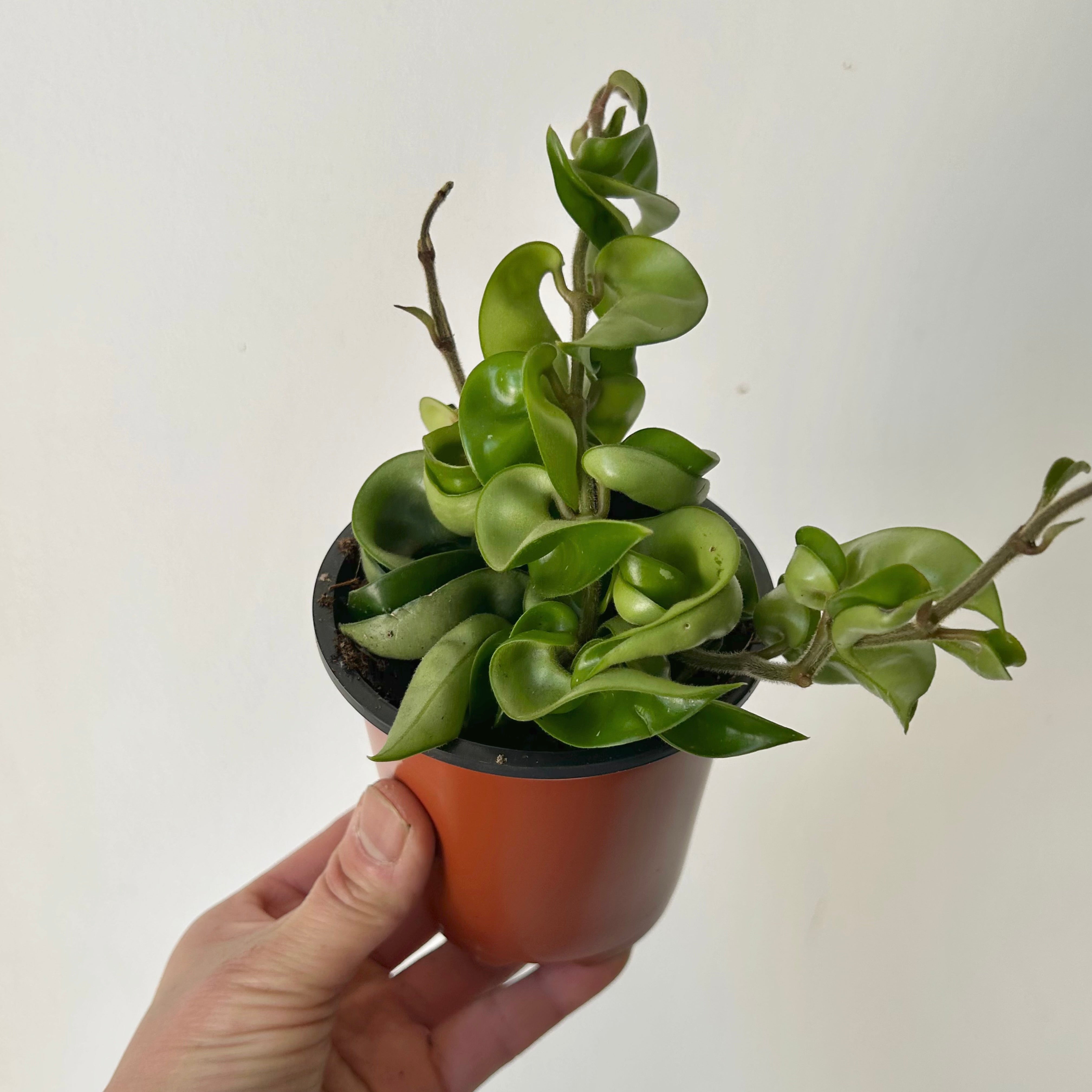 Hoya Carnosa Compacta (Rope Hoya) 3.5”pot
