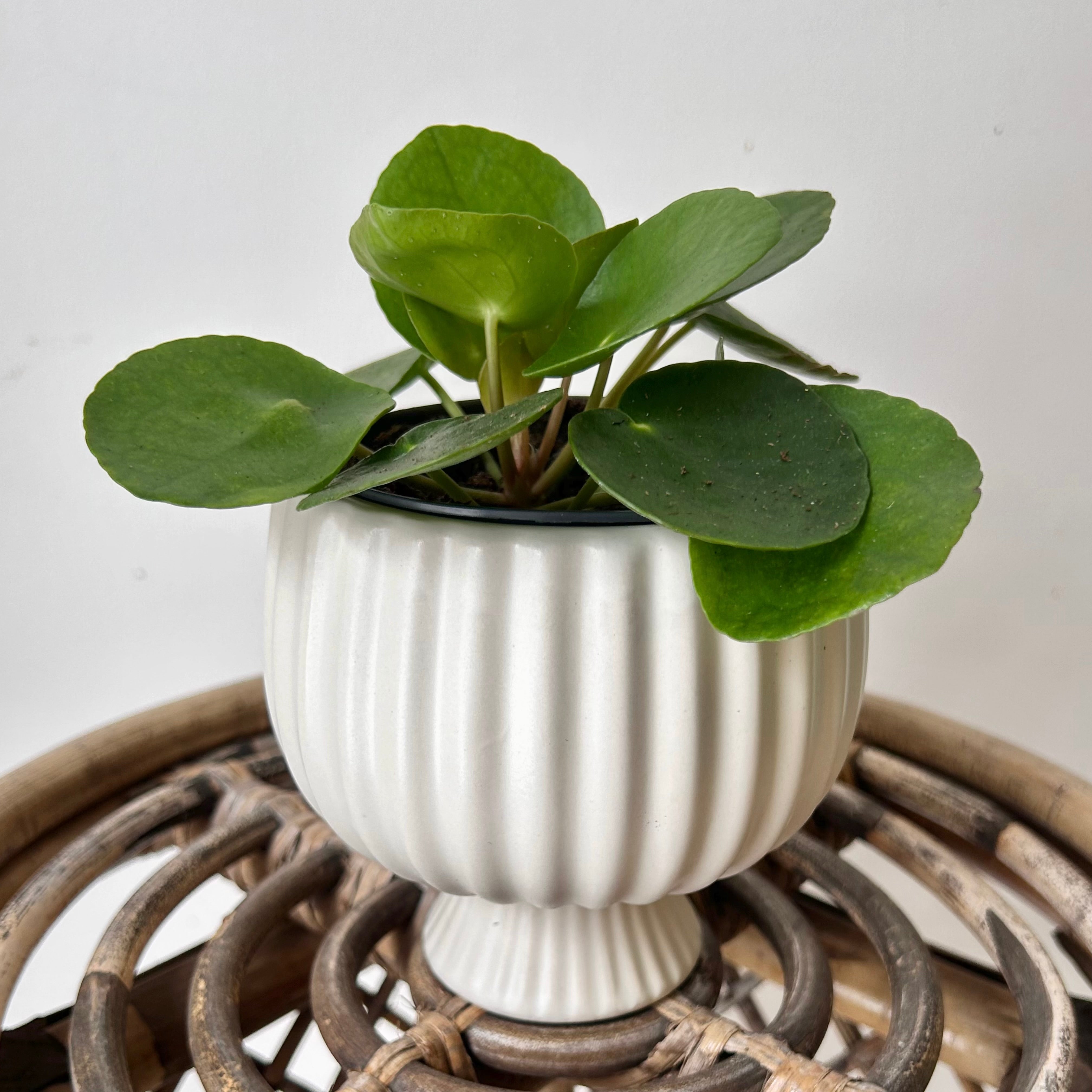SONATA decorative compote planter (4”x4”) available in two colours