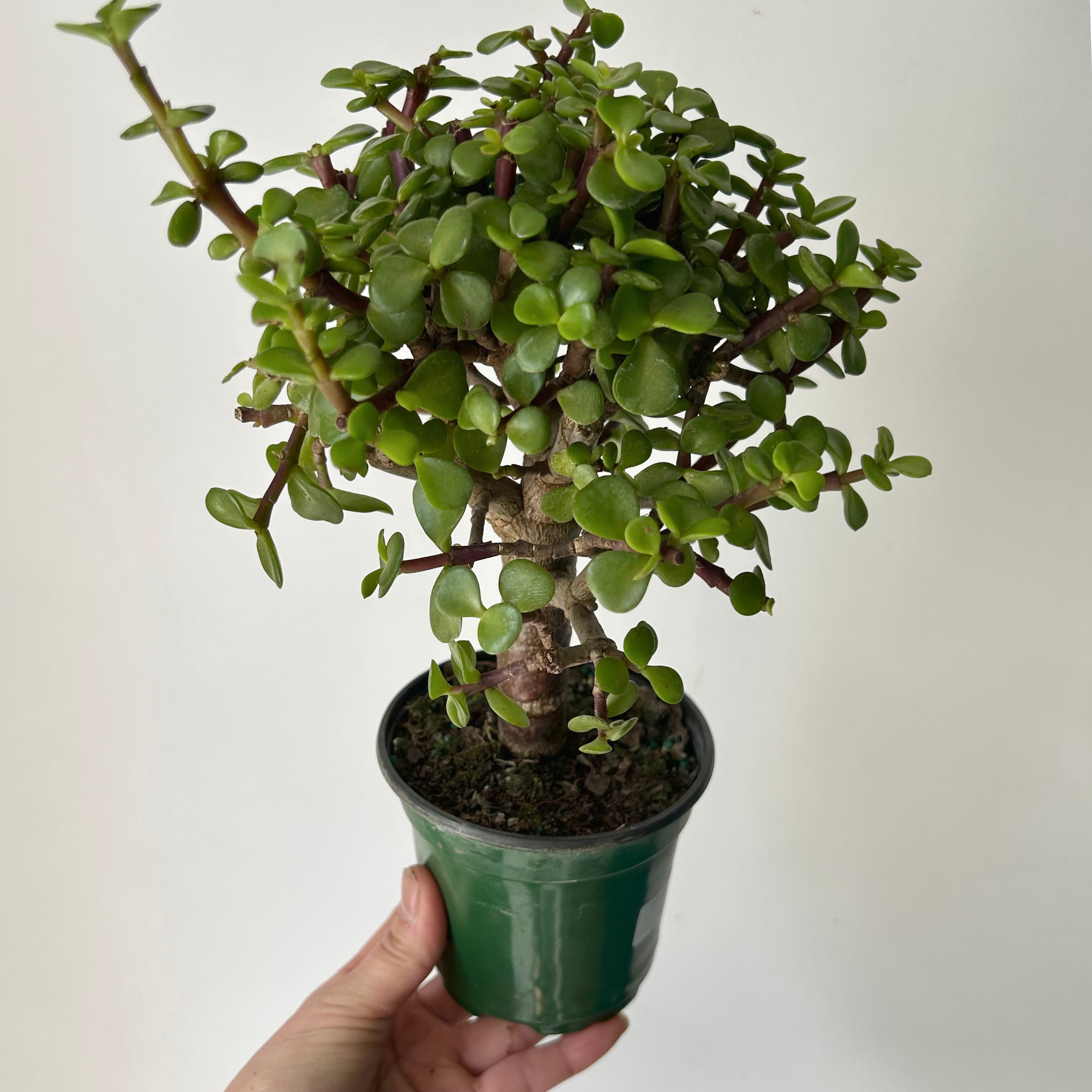 Elephant Jade Succulent (Portulacaria Afra) Tree form 4"pot