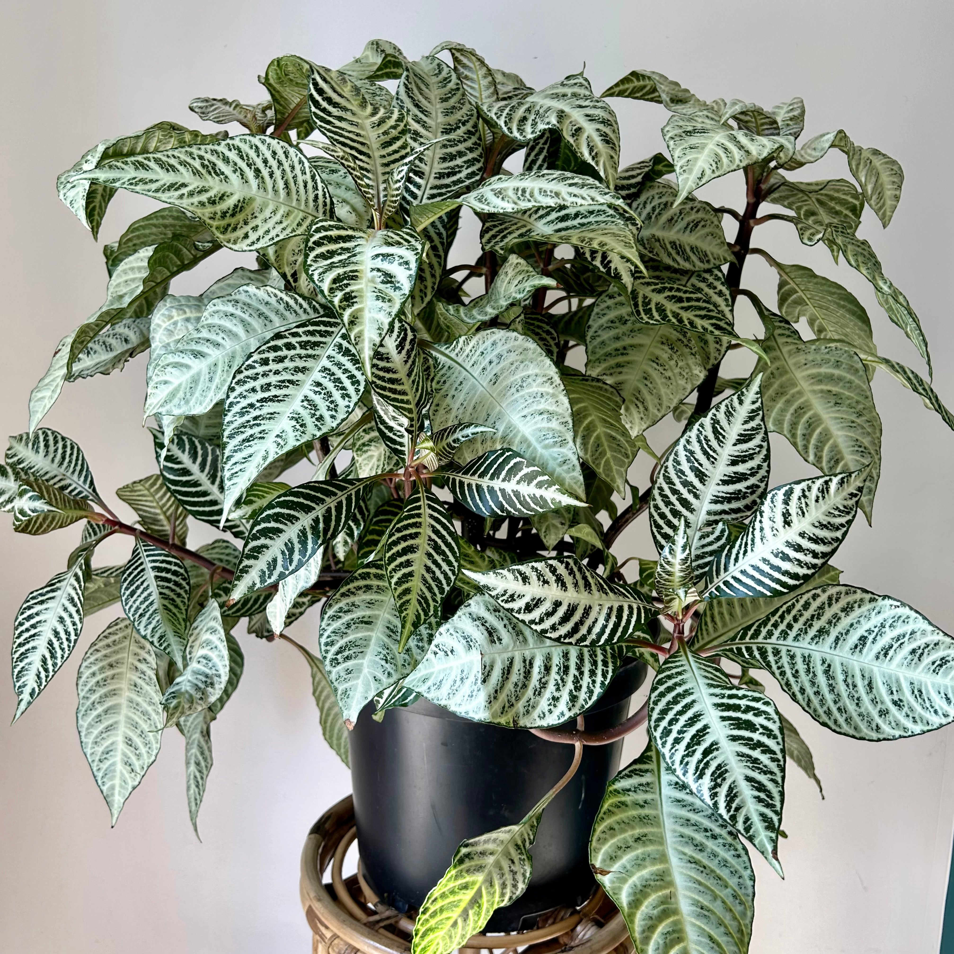 Aphelandra squarrosa “Snowflake” 11” pot