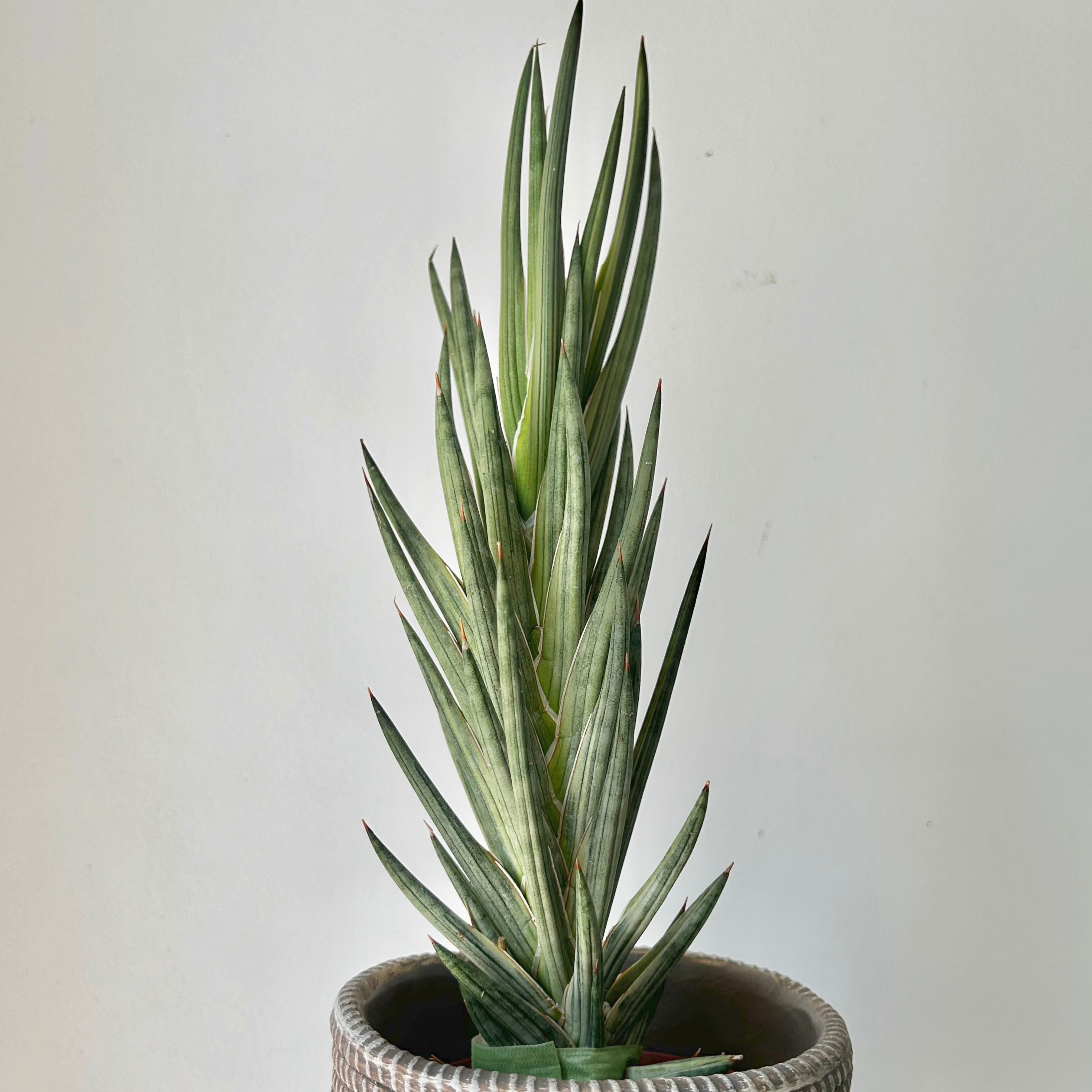 Variegated Sansevieria francisii 5”pot