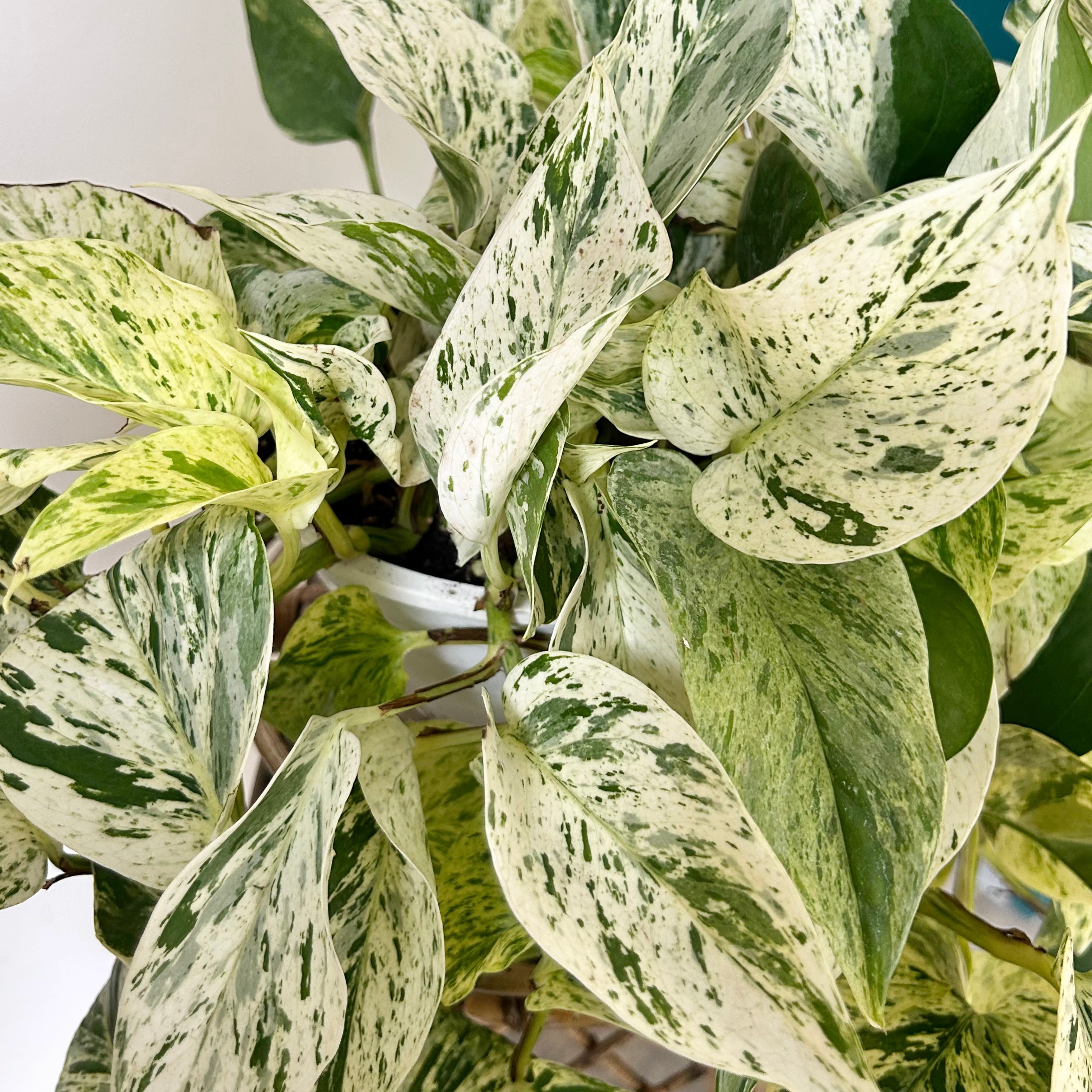 Pothos "Snow Queen" 8” hanging basket