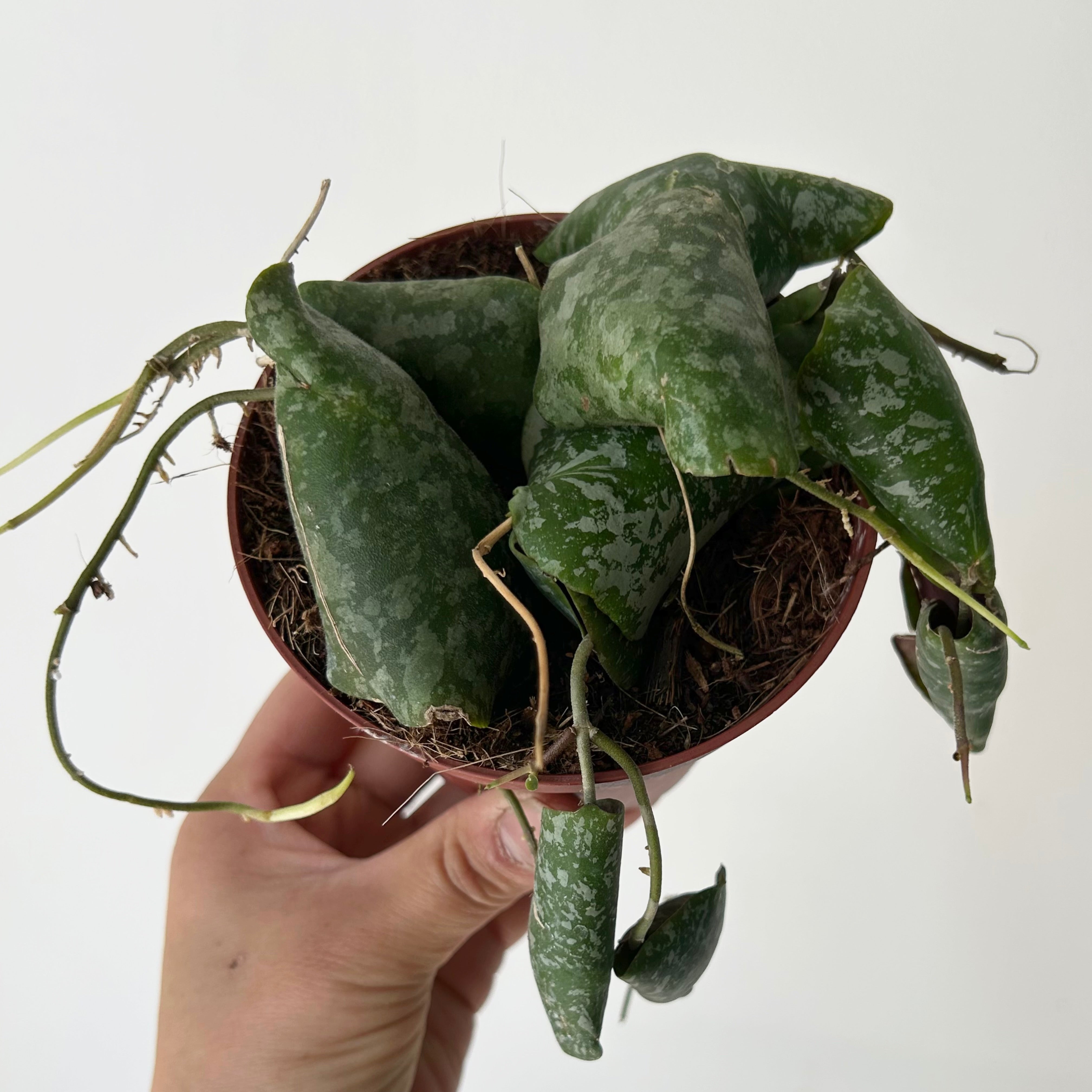 Hoya Imbricata 4”pot
