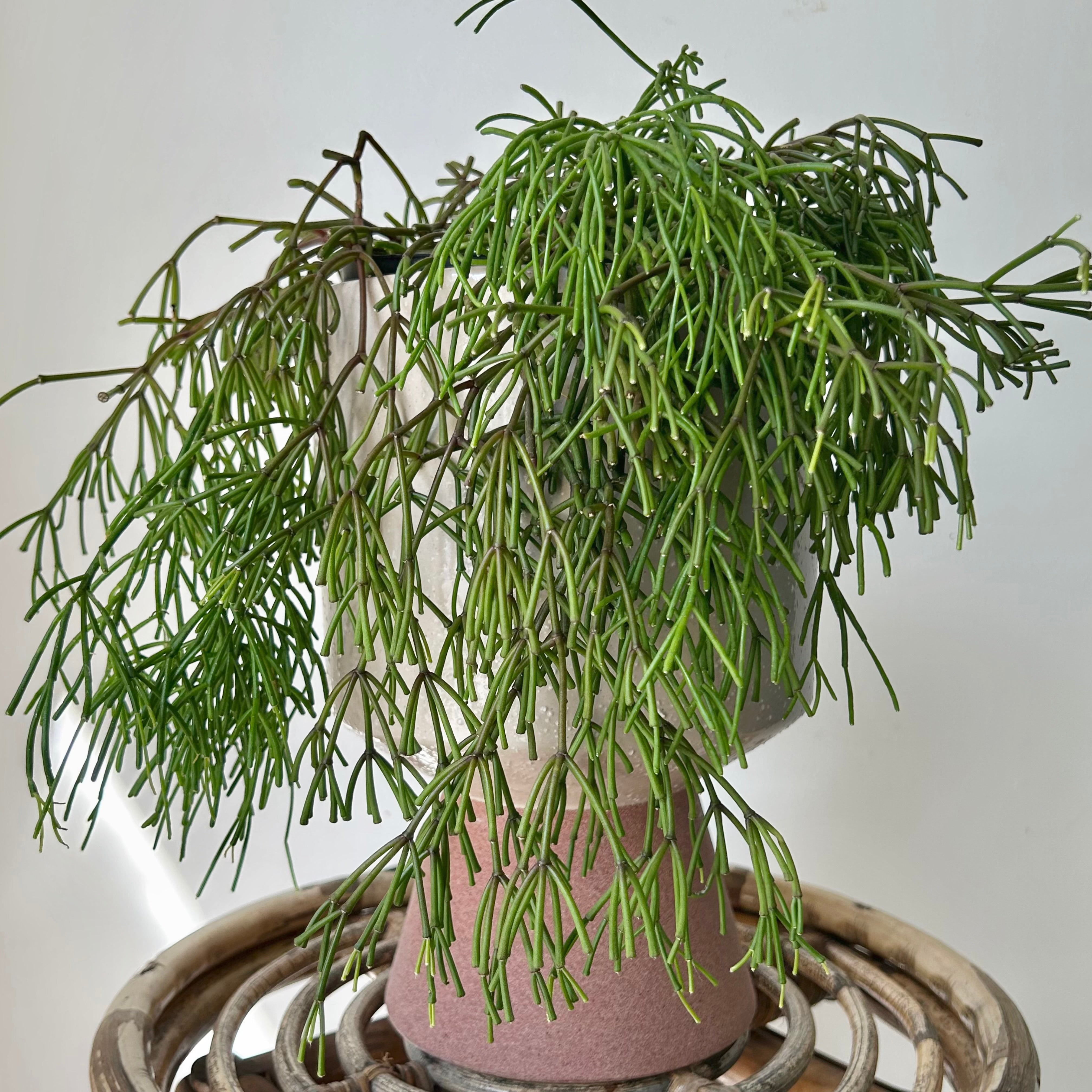 Rhipsalis clavata 6” hanging basket