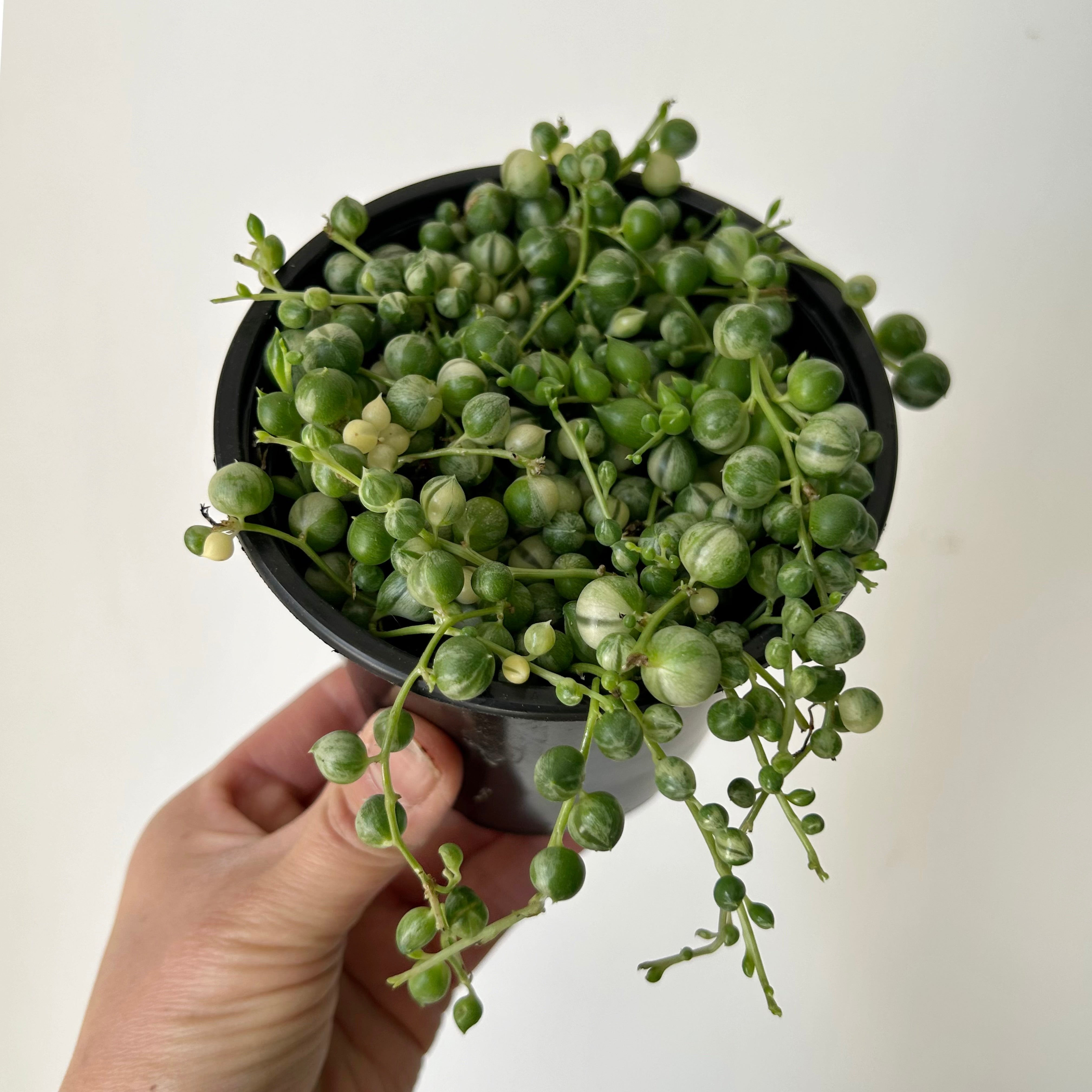 Variegated String of Pearls 3.5”pot