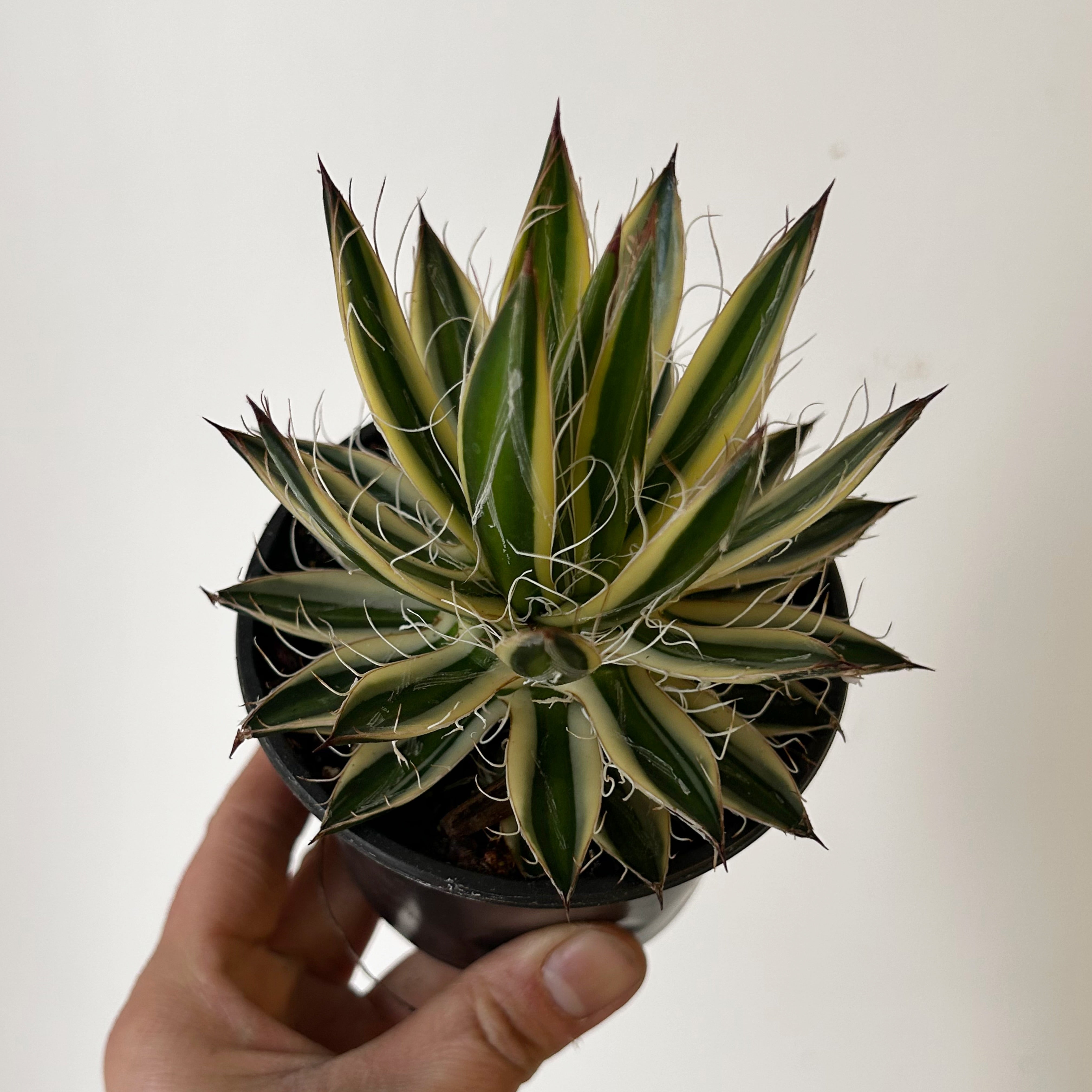Agave “Royal Flush” 3.5”pot