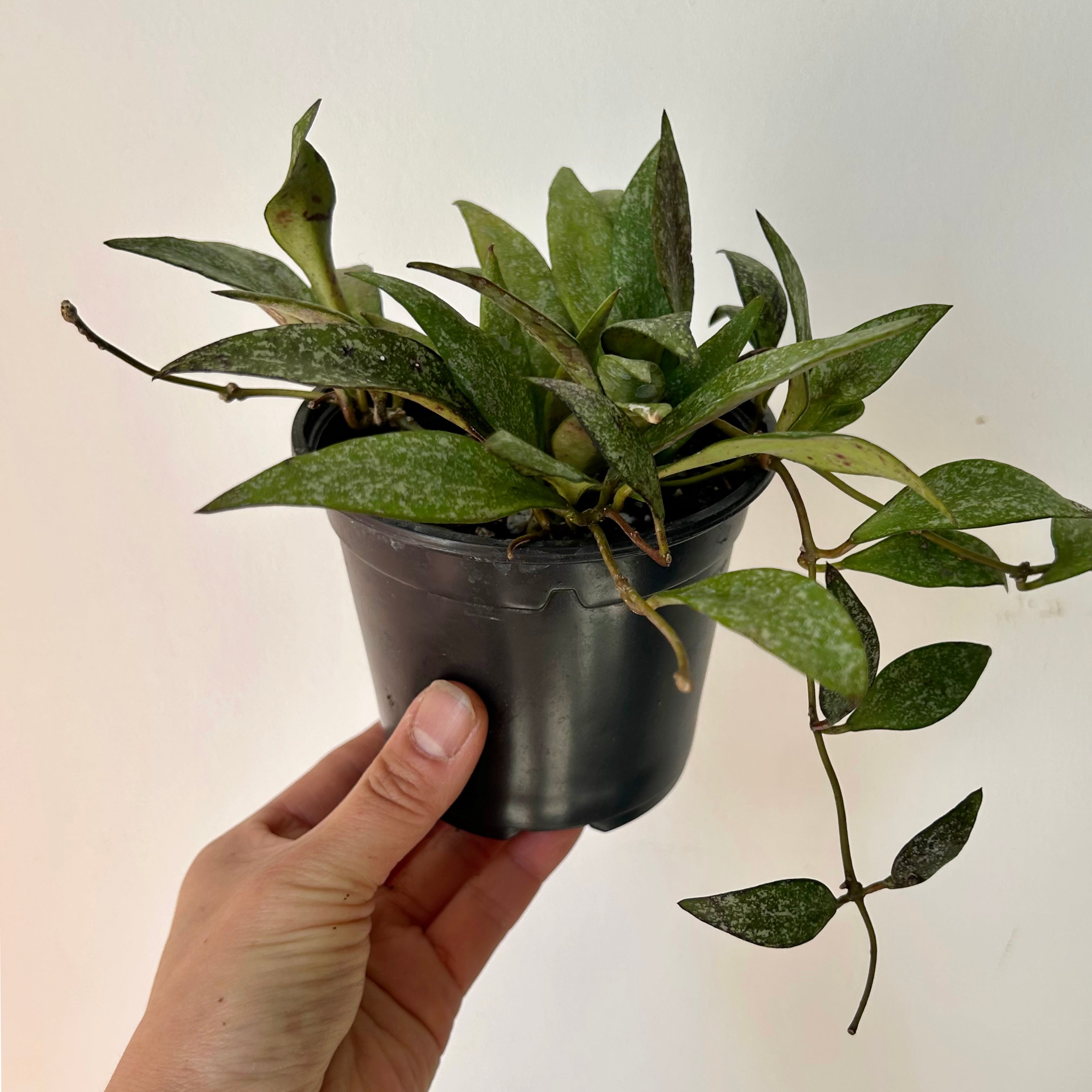 Hoya parviflora splash 4”pot