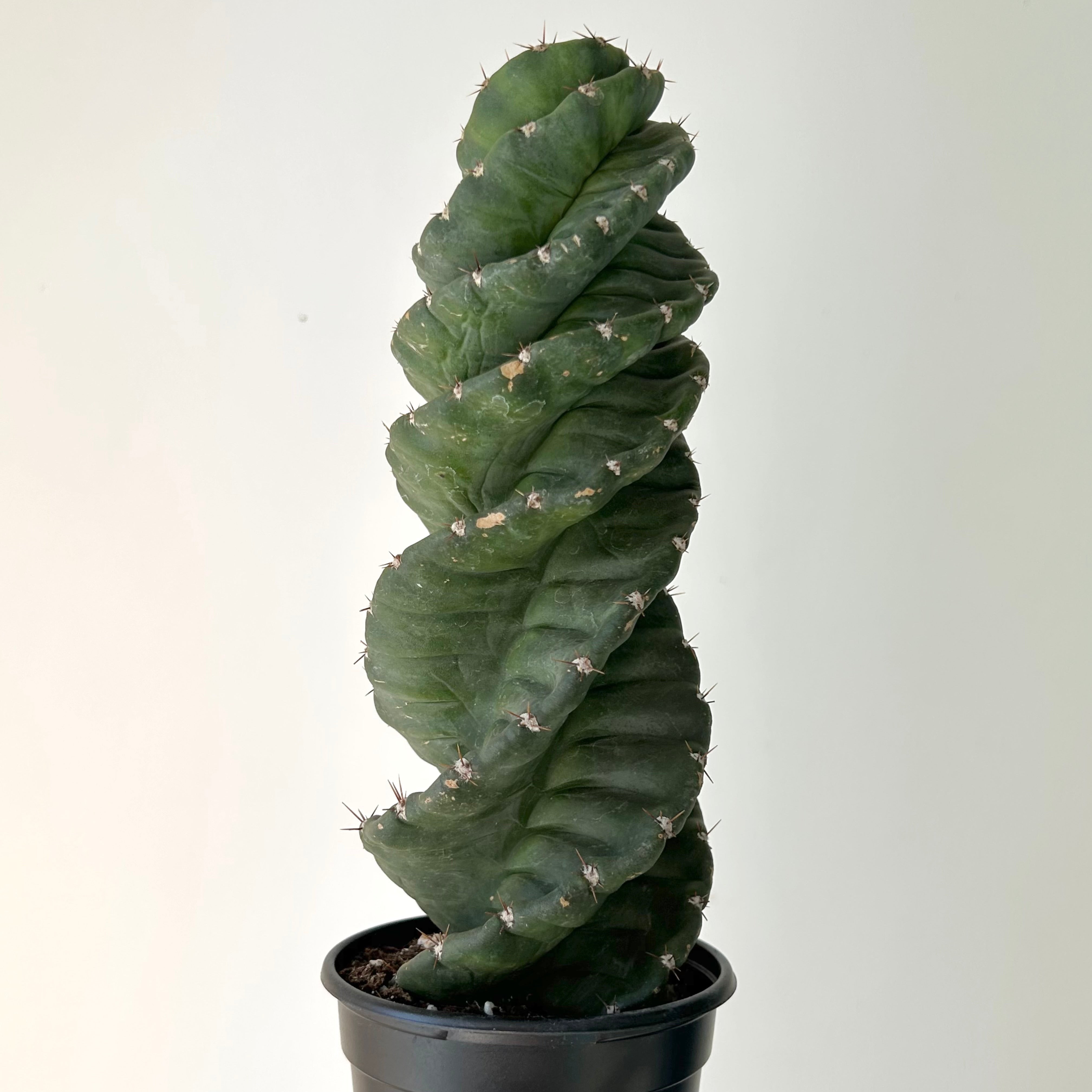 Spiral Cactus (Cereus forbesii spiralis) approximately 1 ft tall in 4”pot