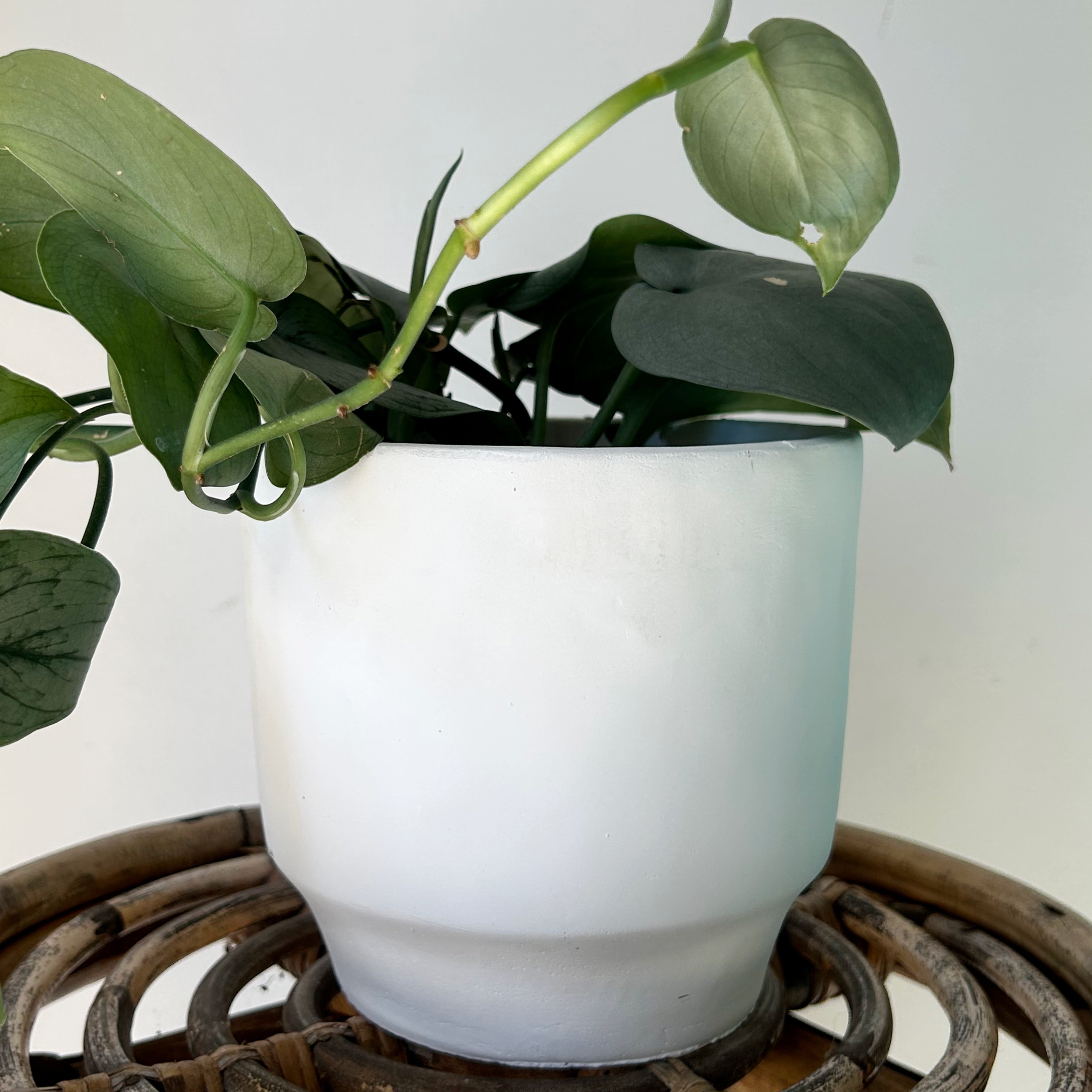 GLENDALE Decorative Pot (5.5”x5”) WHITE