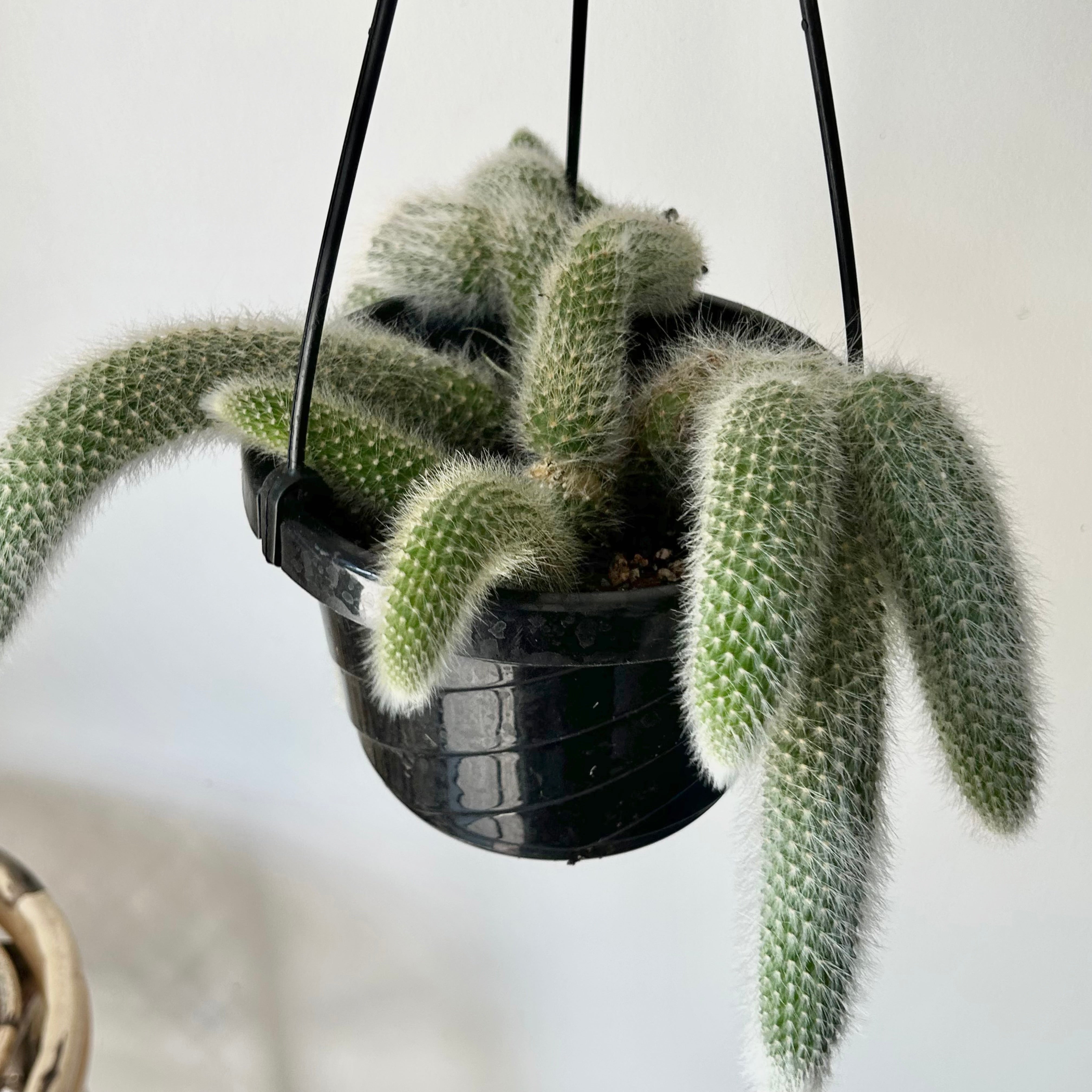 Monkey Tail Cactus (Cleistocactus colademononis) 6” hanging basket