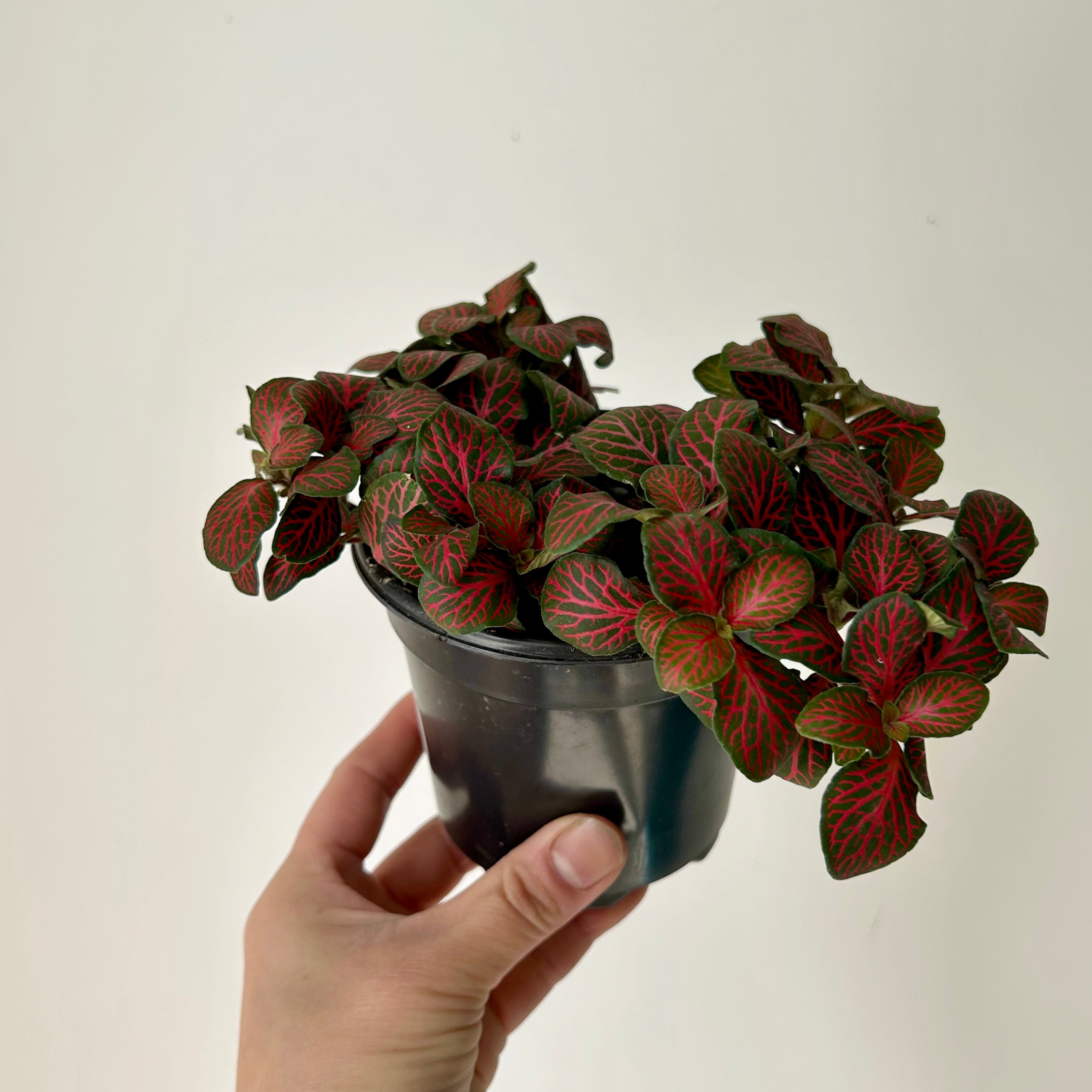 Nerve Plant Red (Fittonia) 3.5”pot