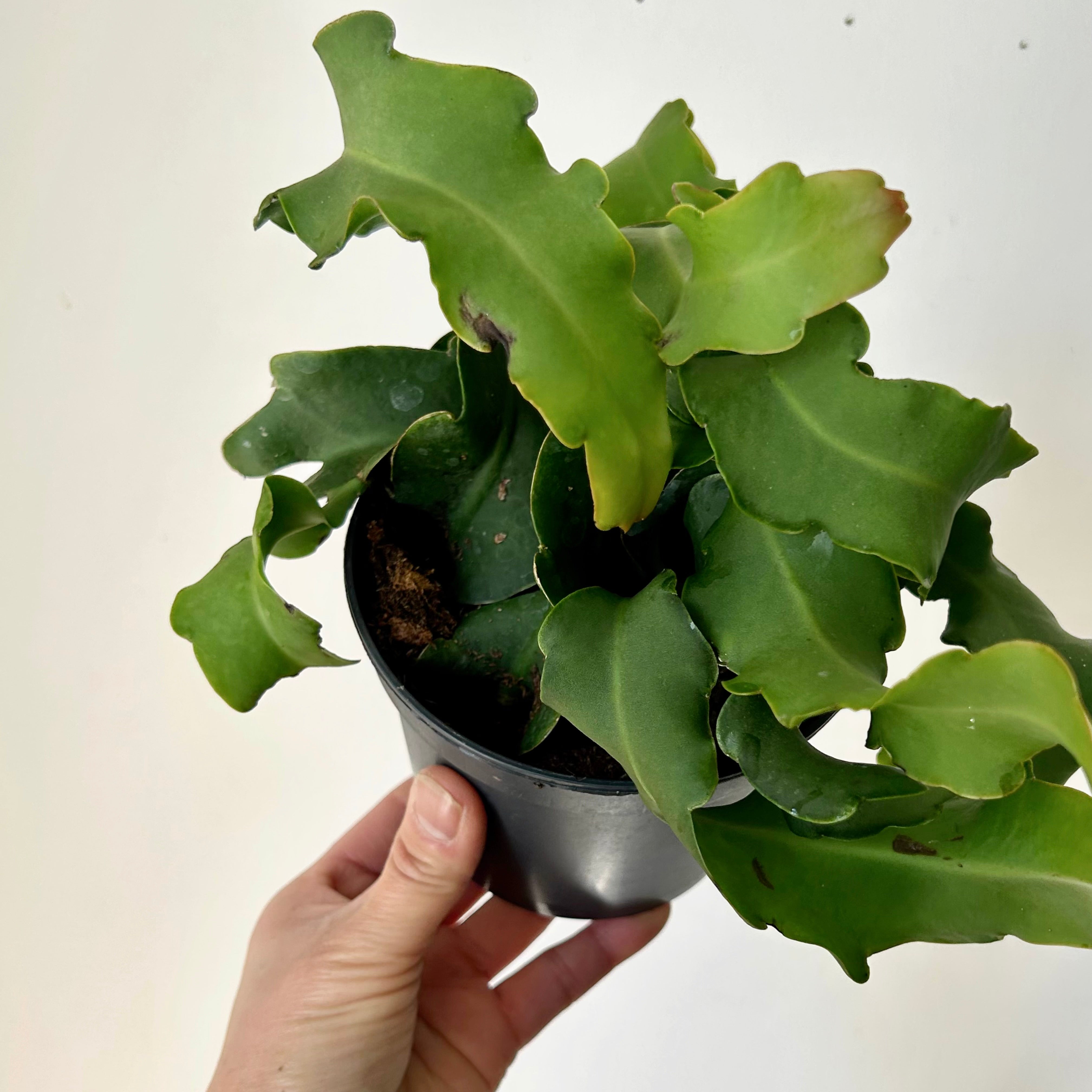 Curly Sue Orchid Cactus (Epiphyllum guatemalense) 5”pot