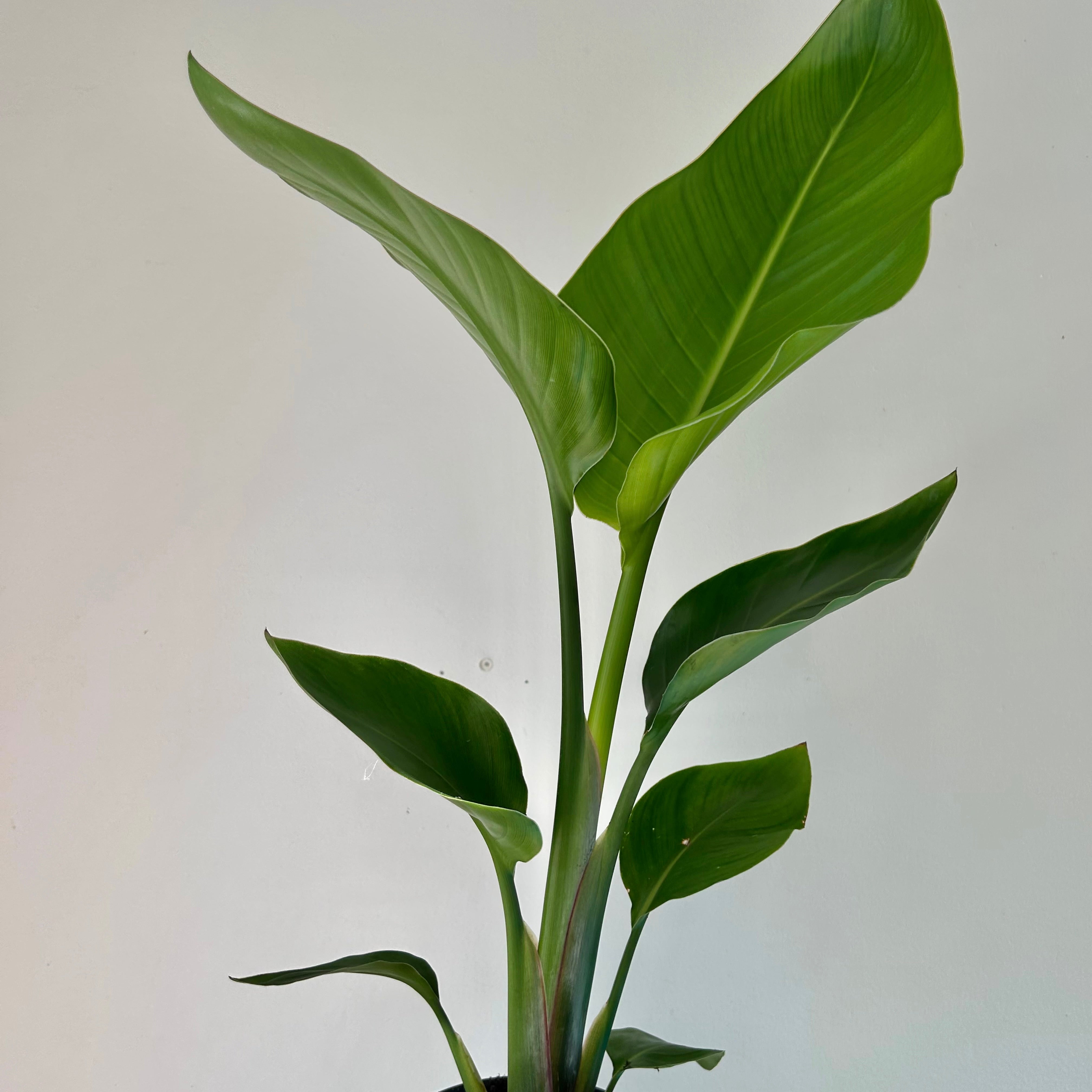 White Bird of Paradise (Strelitzia nicolai) approximately 18 inches tall in 5”pot