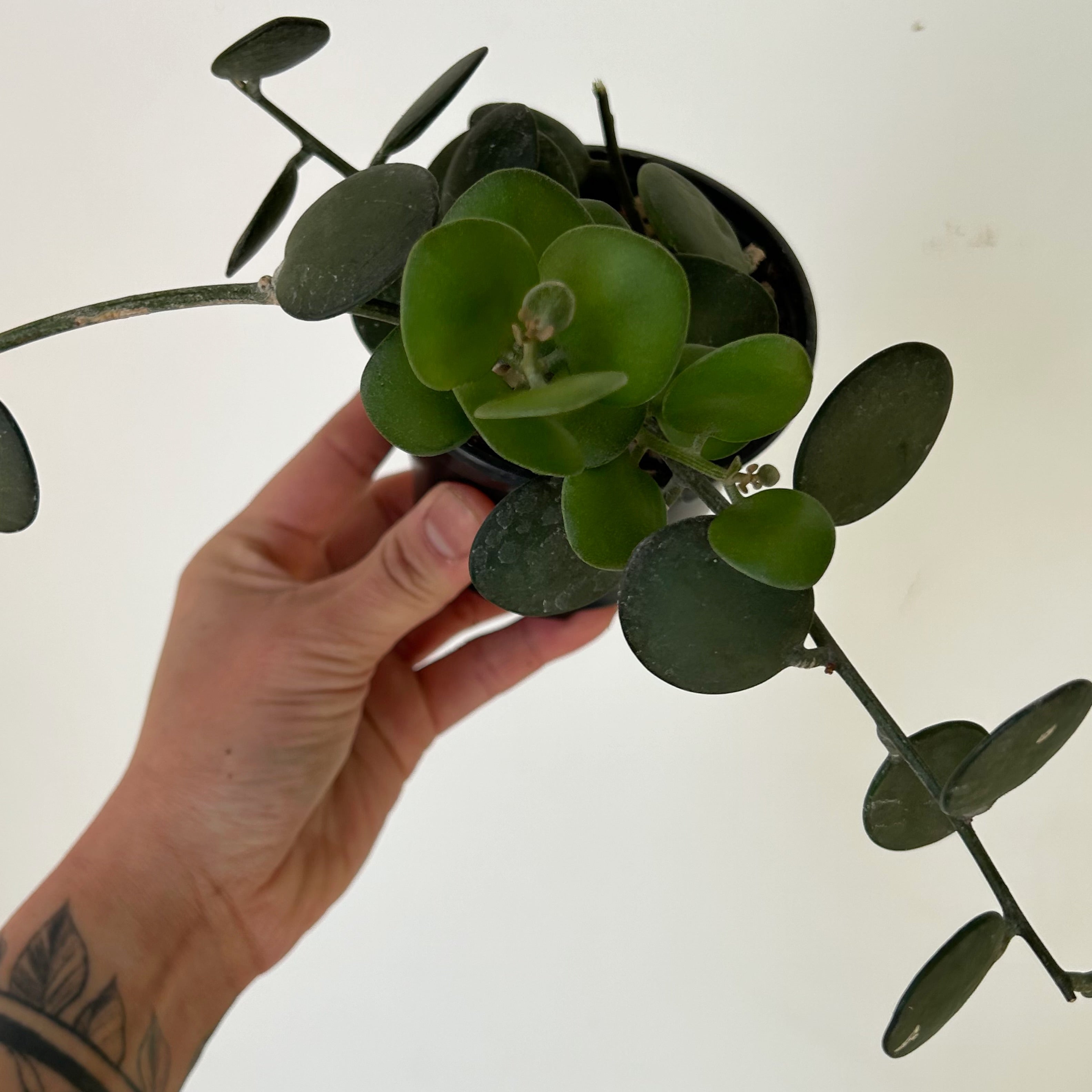 Silver Dollar Vine (Xerosicyos Danguyi ) 3.5”pot