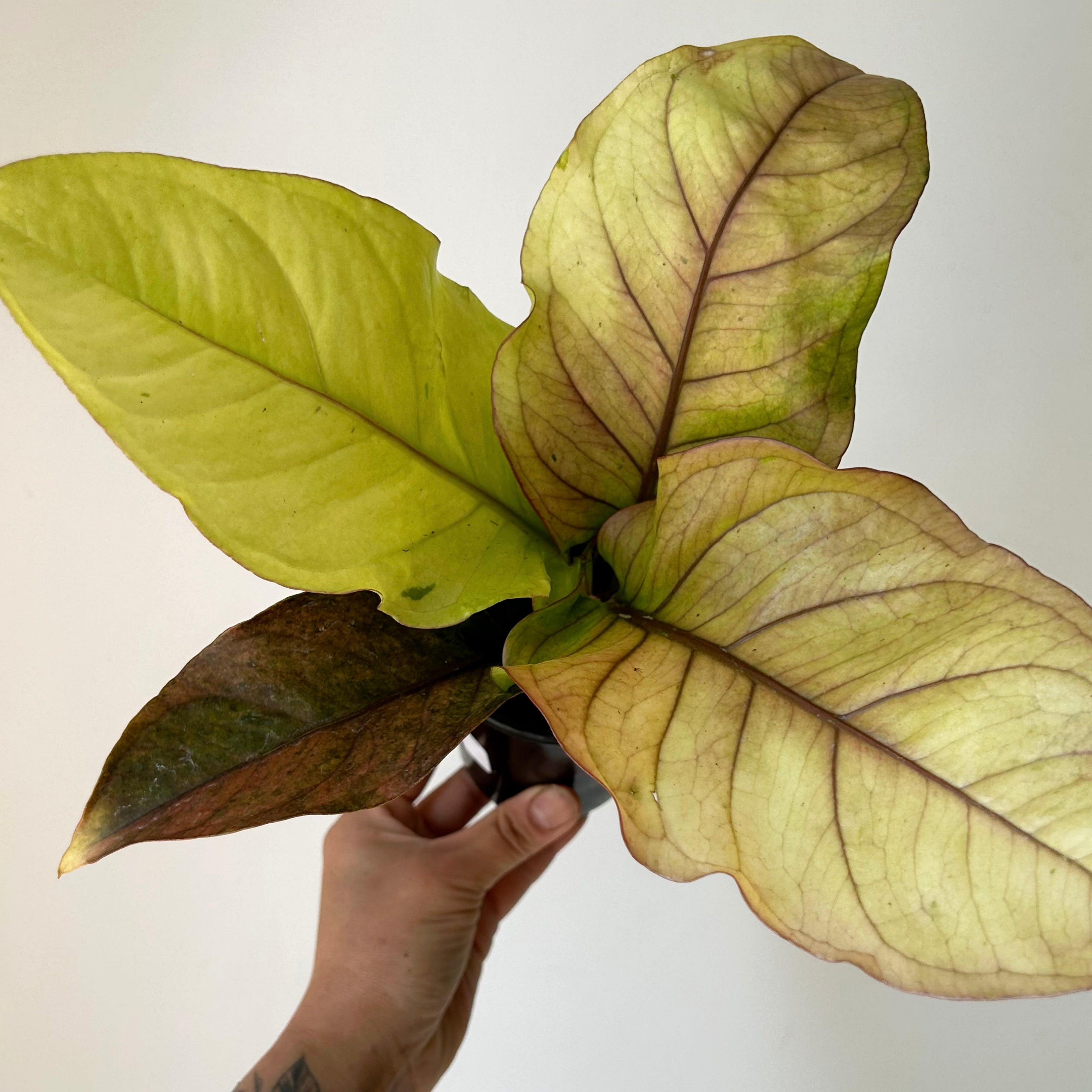 Variegated Anthurium hookeri “Renaissance” 3.5”pot