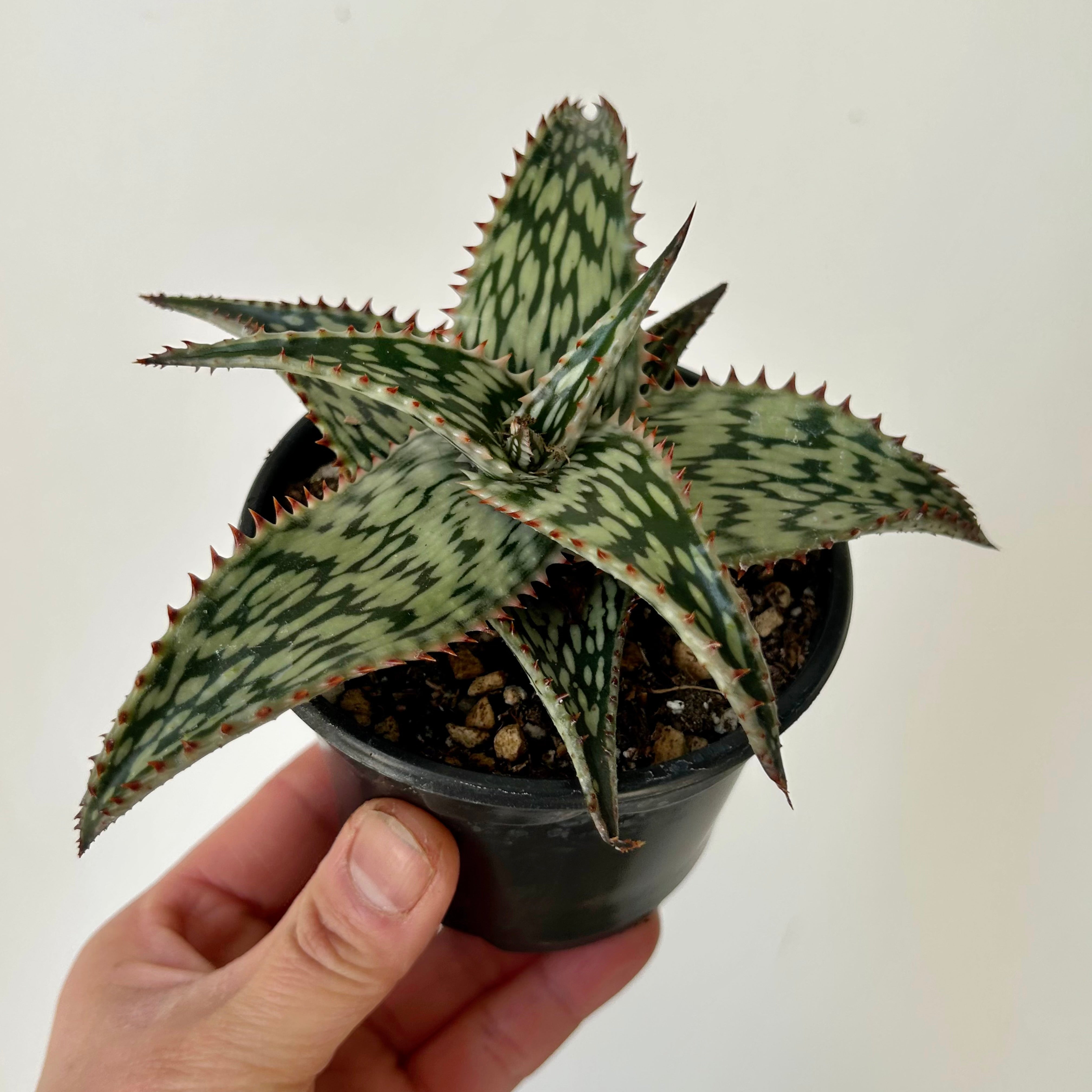 Aloe somaliensis “Queen Marowa” 3.5”pot