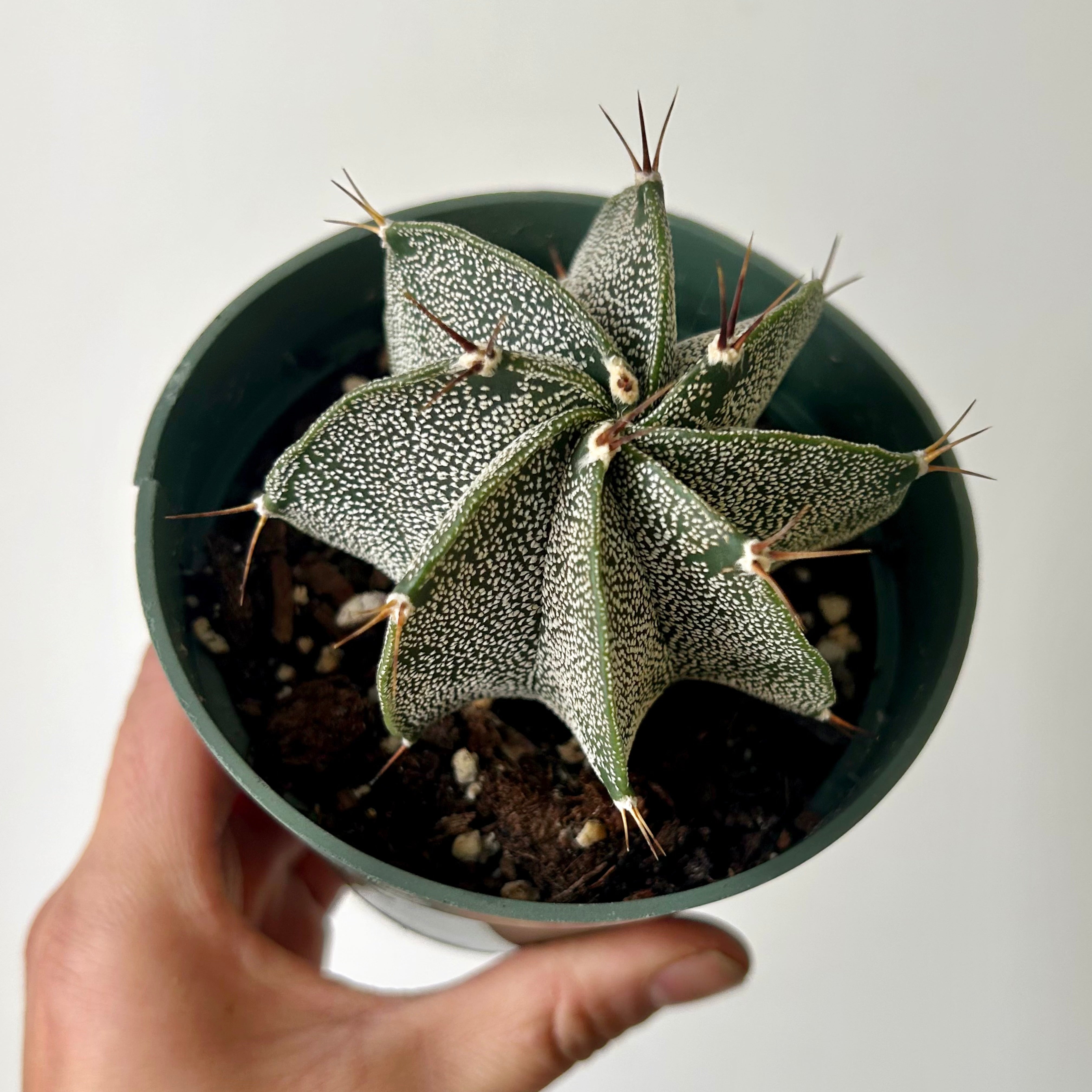 Astrophytum ornatum var mirabelli 3.5”pot