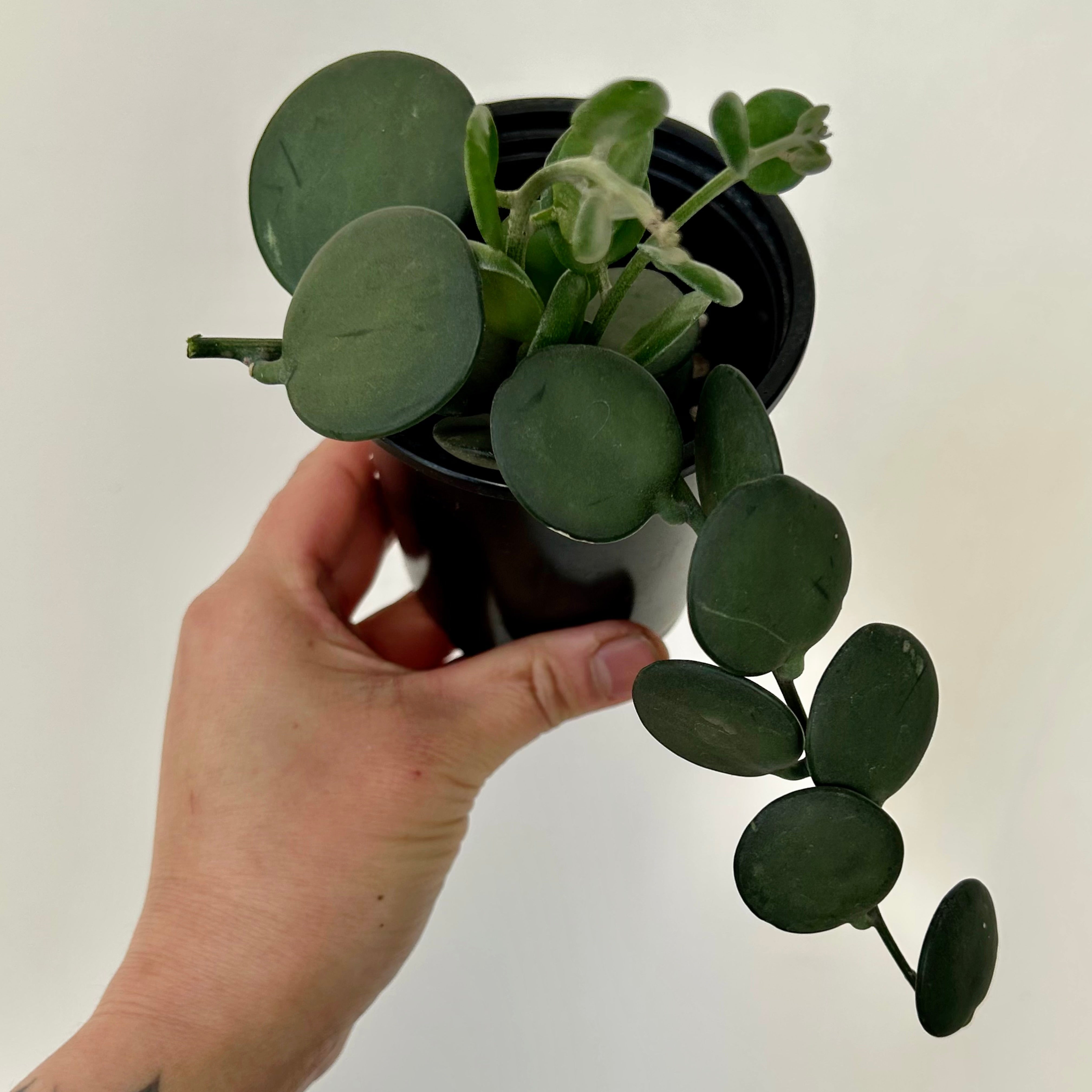 Silver Dollar Vine (Xerosicyos Danguyi ), 4”pot