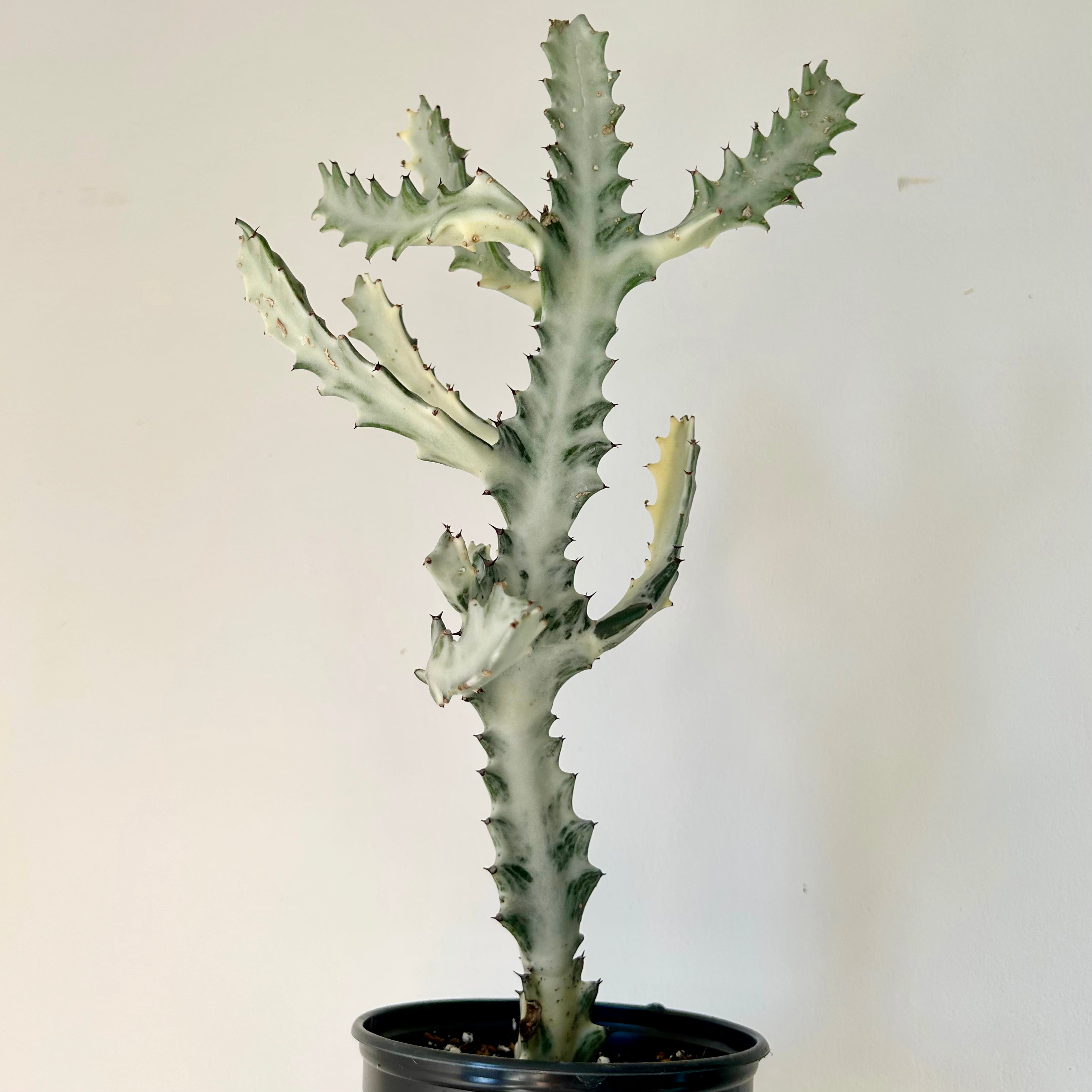 Euphorbia Lactea 'White Ghost' 4”pot approximately 22 inches tall