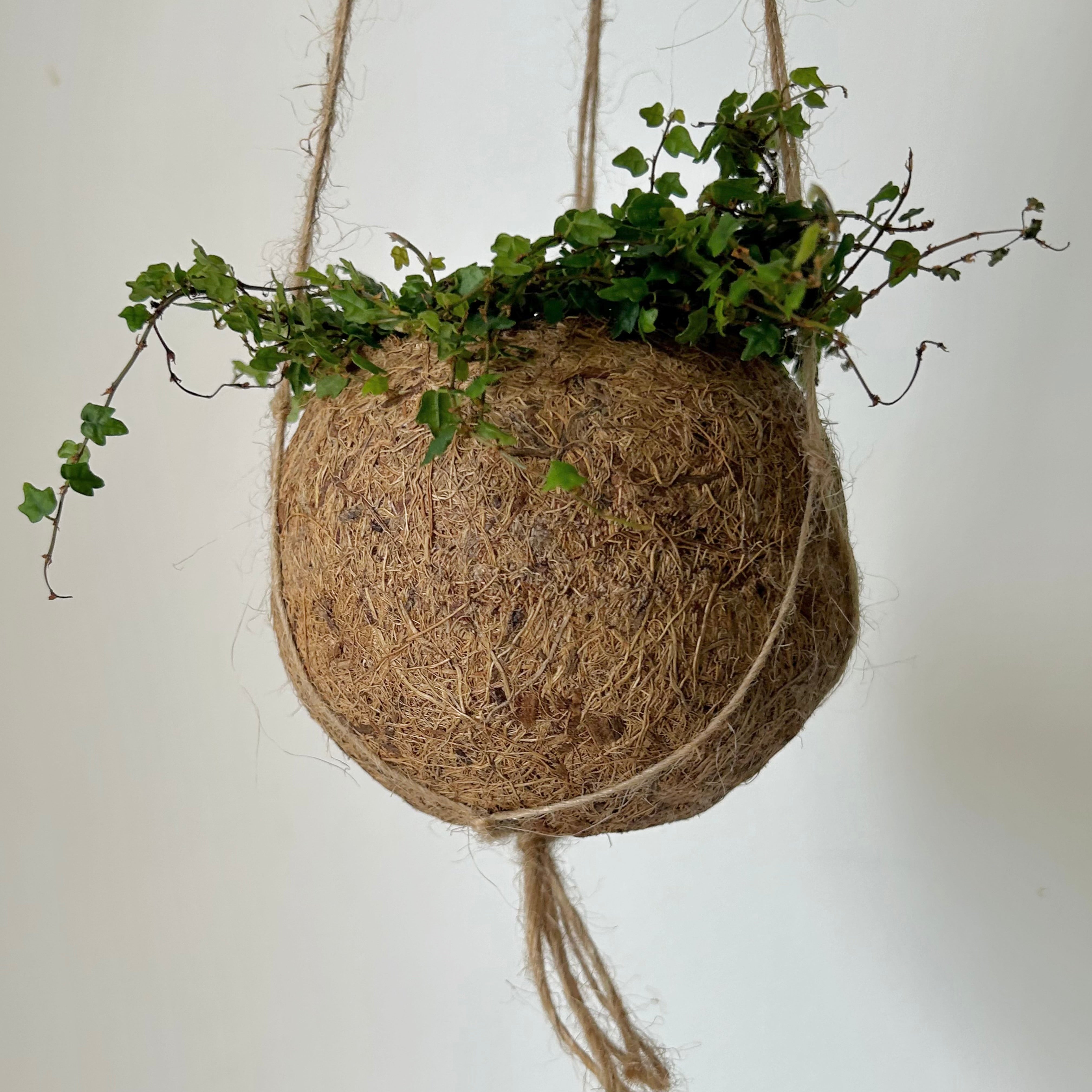 Suspended Kokedama Sphere (3”x4”)