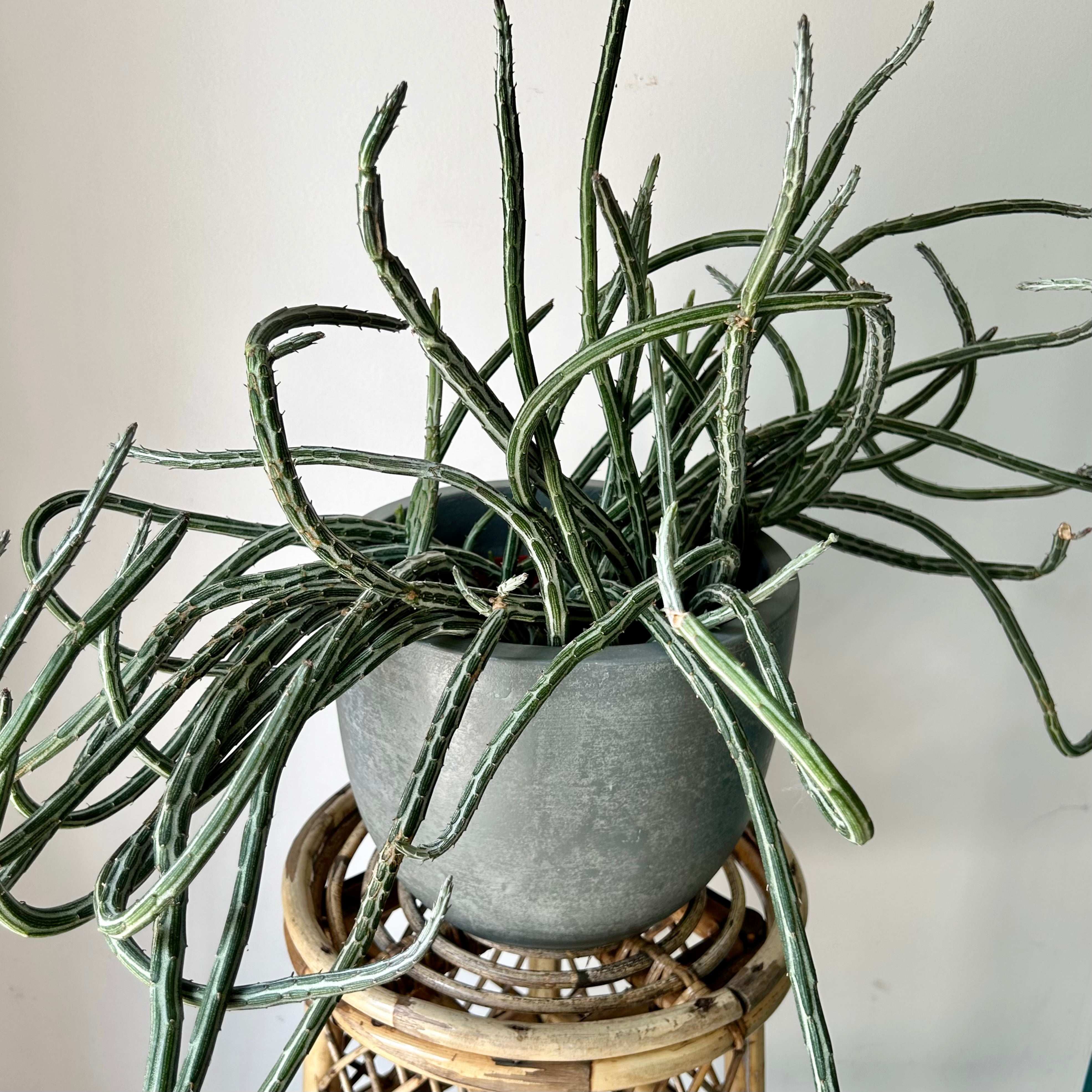 Senecio Stapeliiformis 8” pot