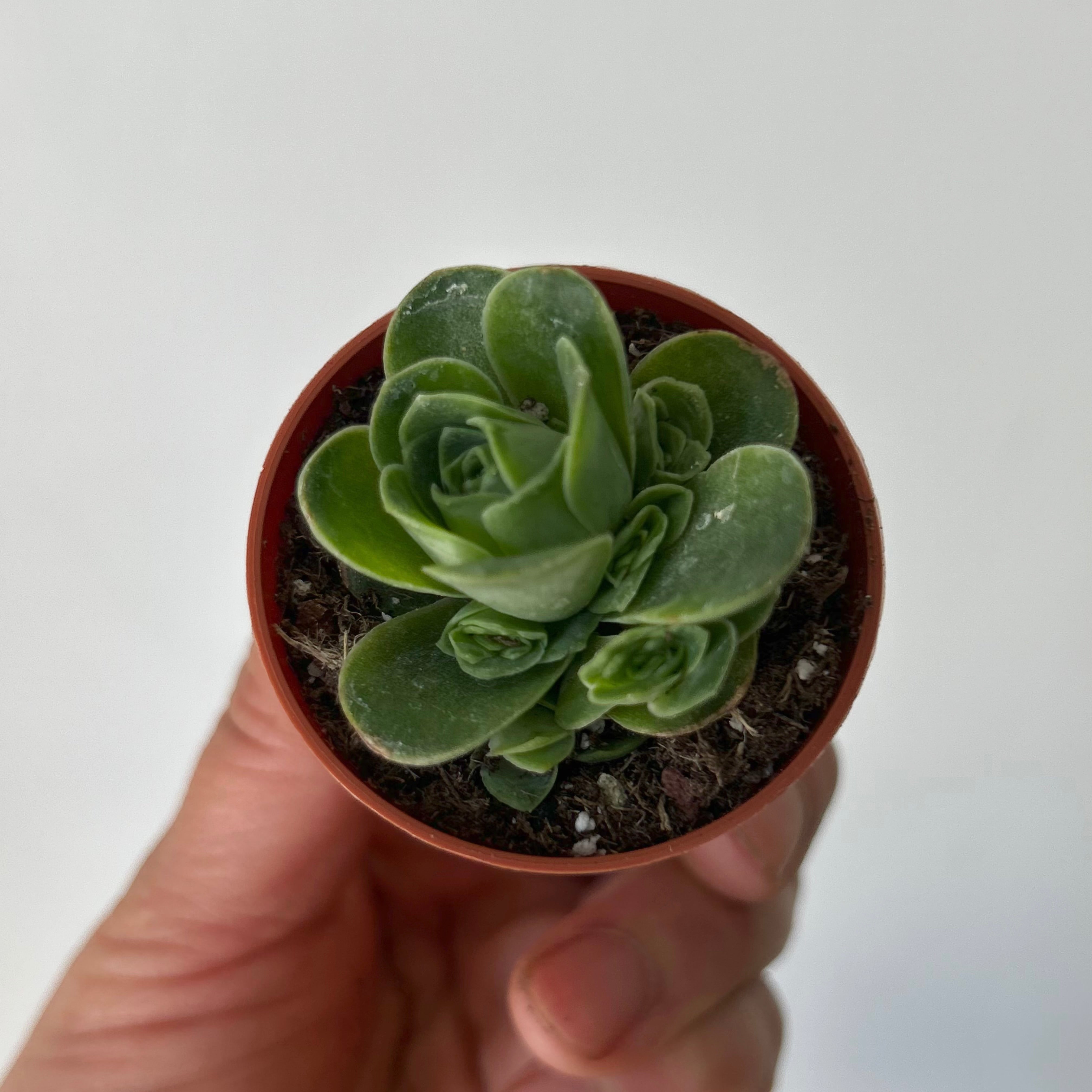 Mountain Rose Succulent (Greenovia dodrantalis) 2" pot