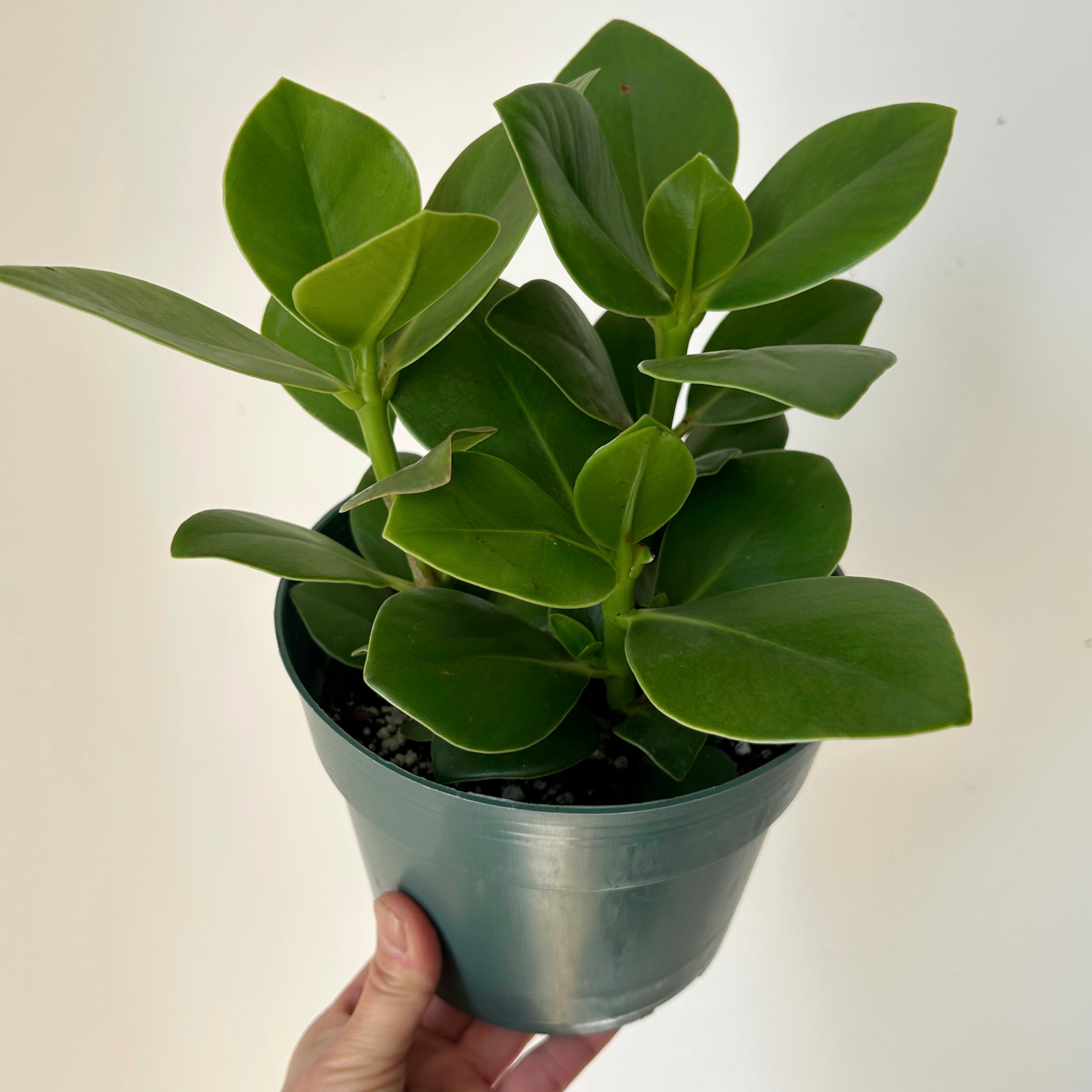 Autograph Plant (Clusia rosea) 6” pot