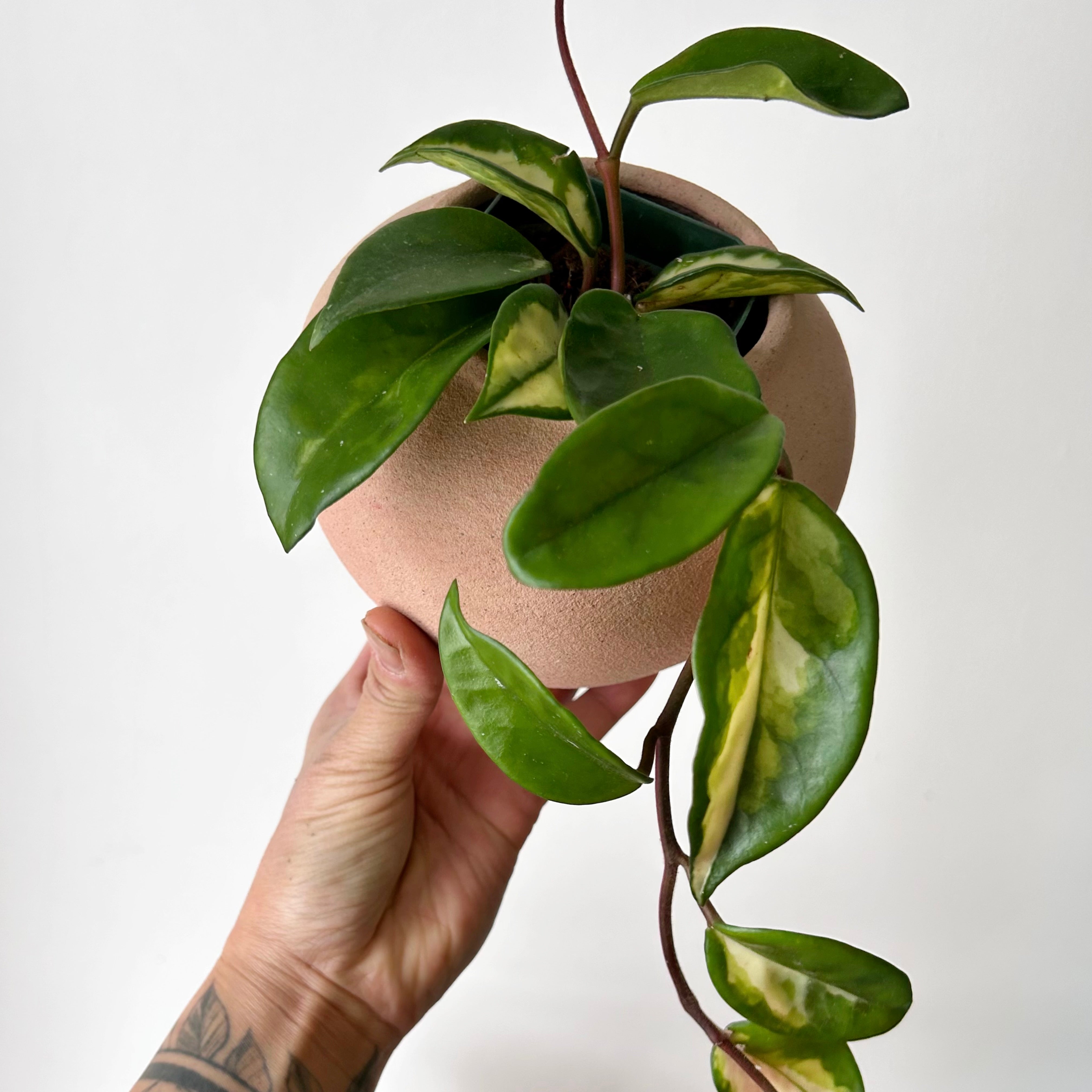 KASTANOS Decorative Pot (3”x4”)