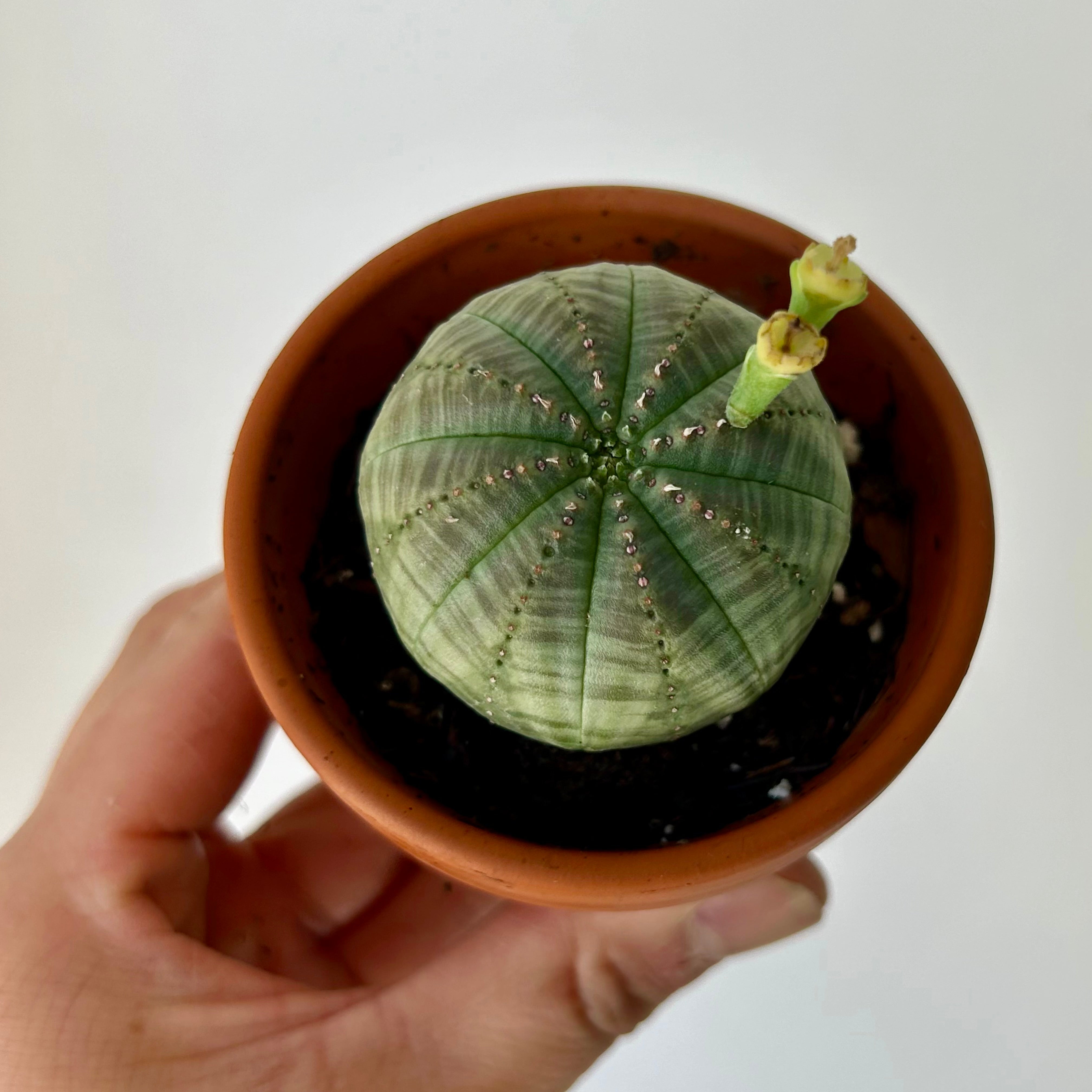 Baseball Plant (Euphorbia Obesa) 4” pot