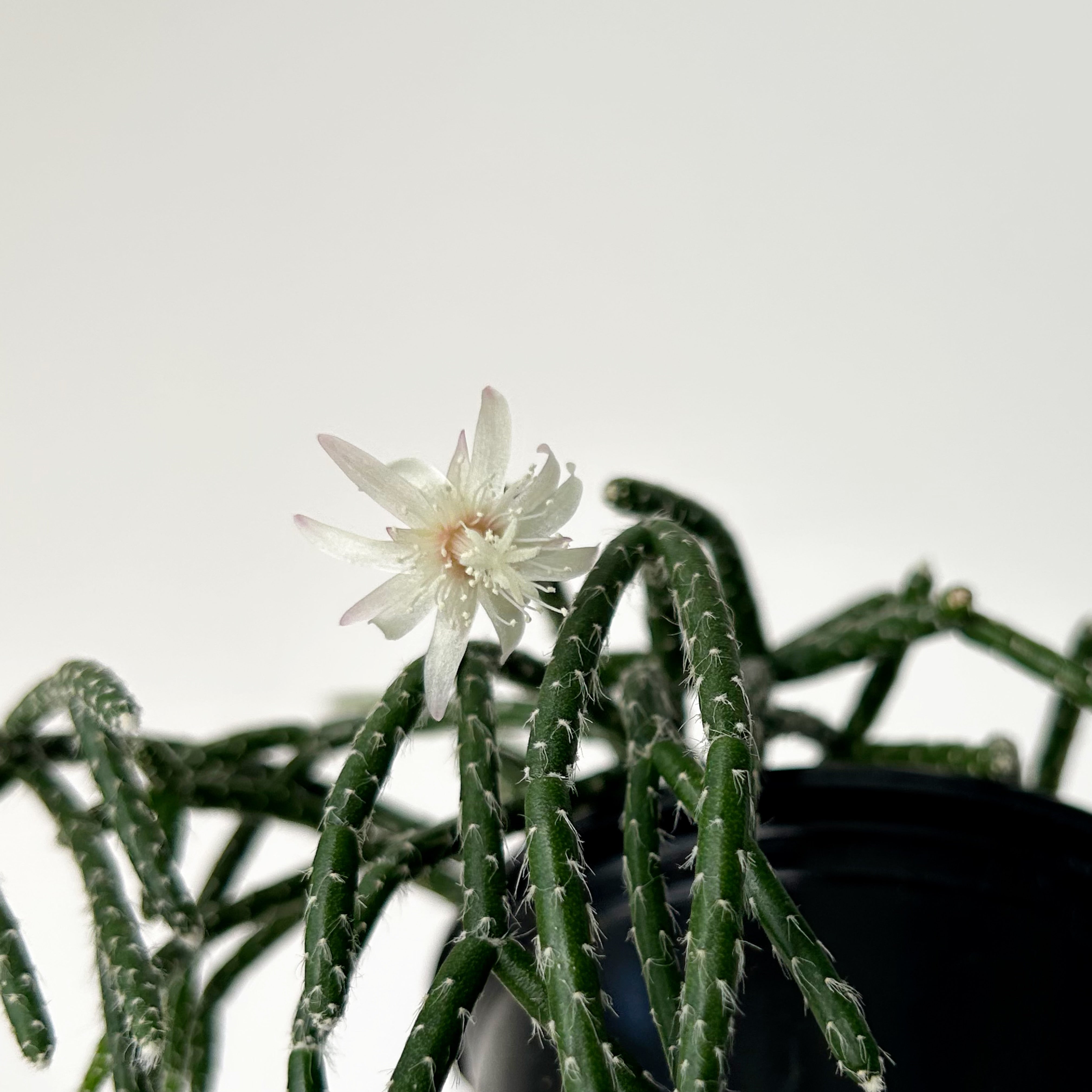 Hairy-Stemmed Rhipsalis (pilocarpa) 4”pot