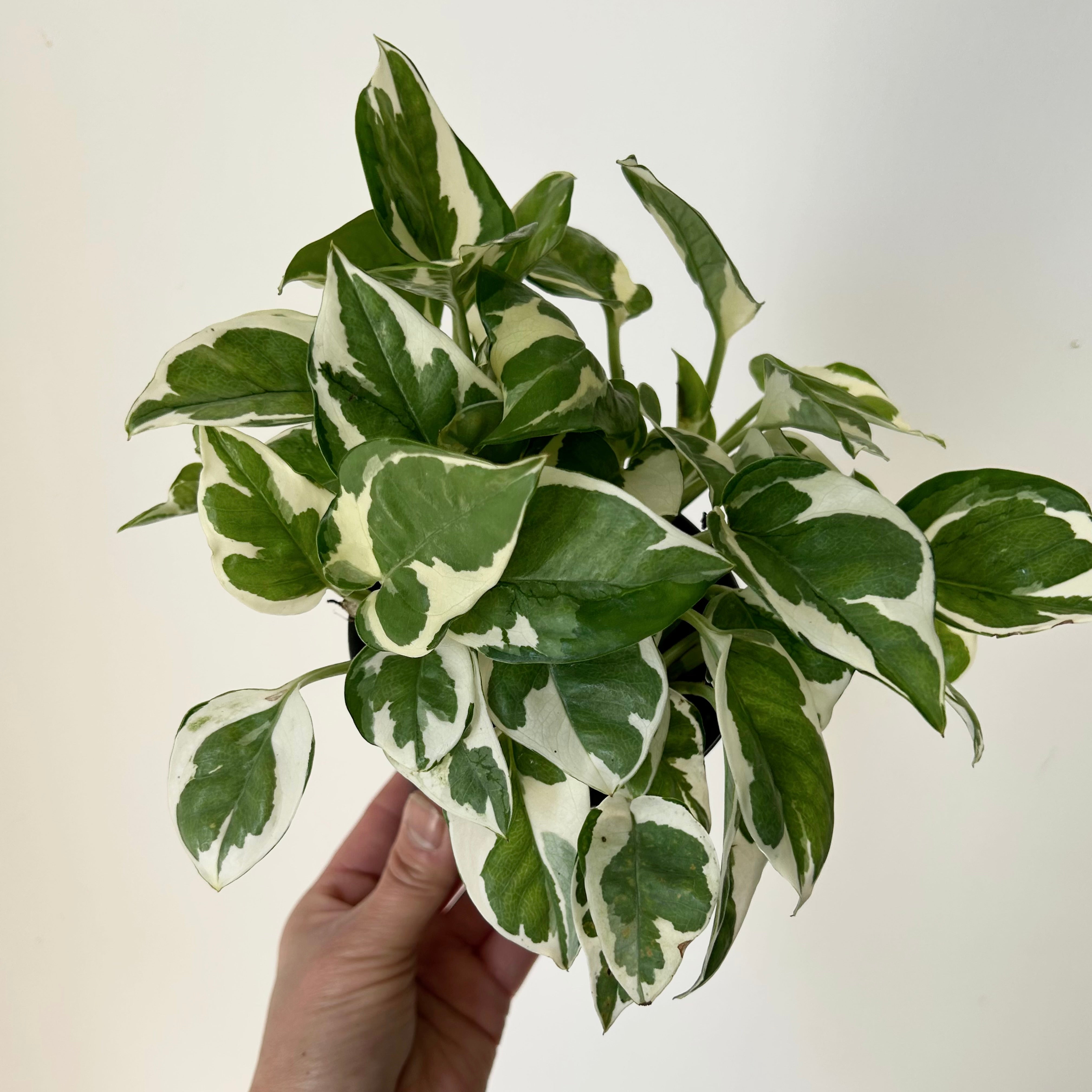 Pothos NJoy 4”pot