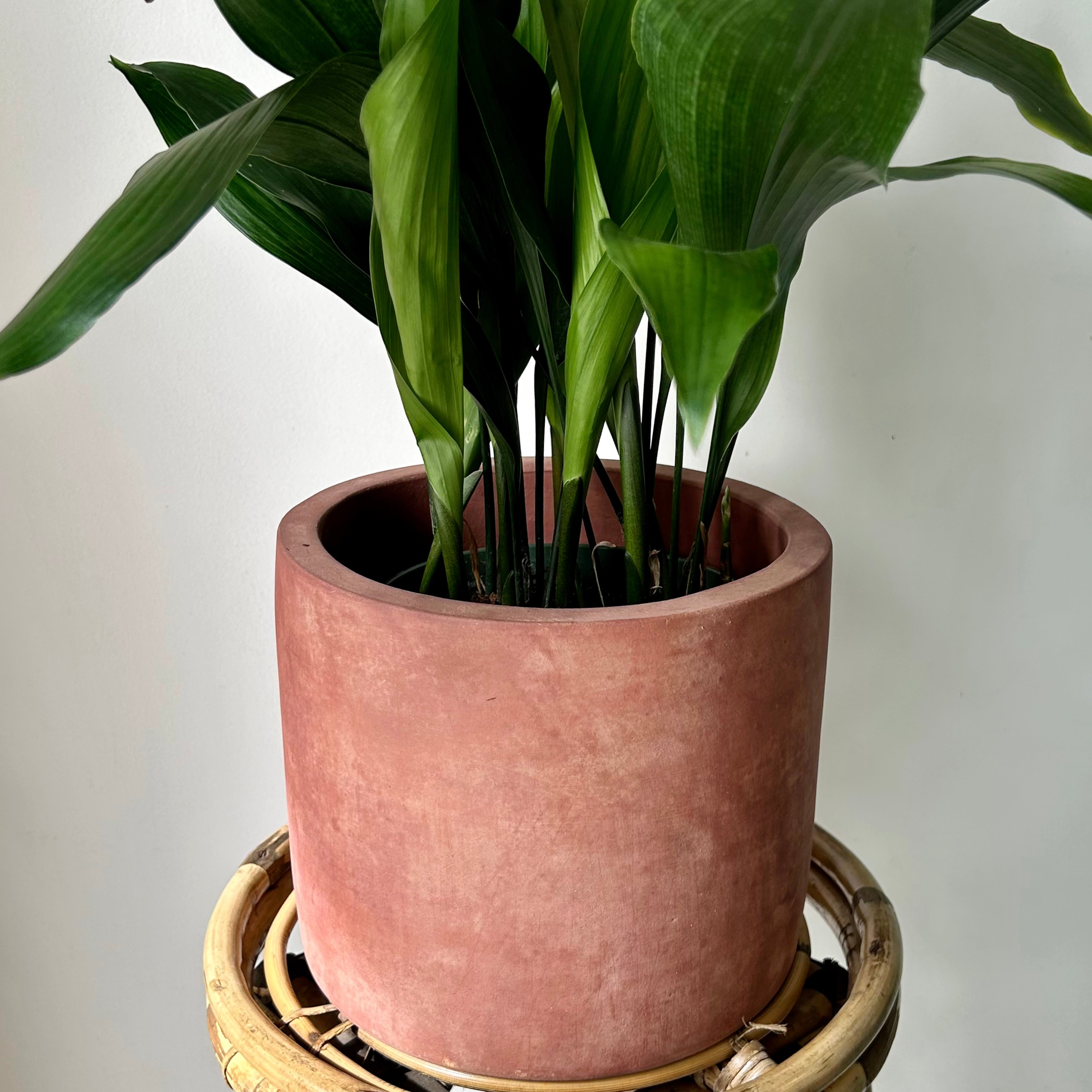 ASHER BLUSH Modern Concrete Planter