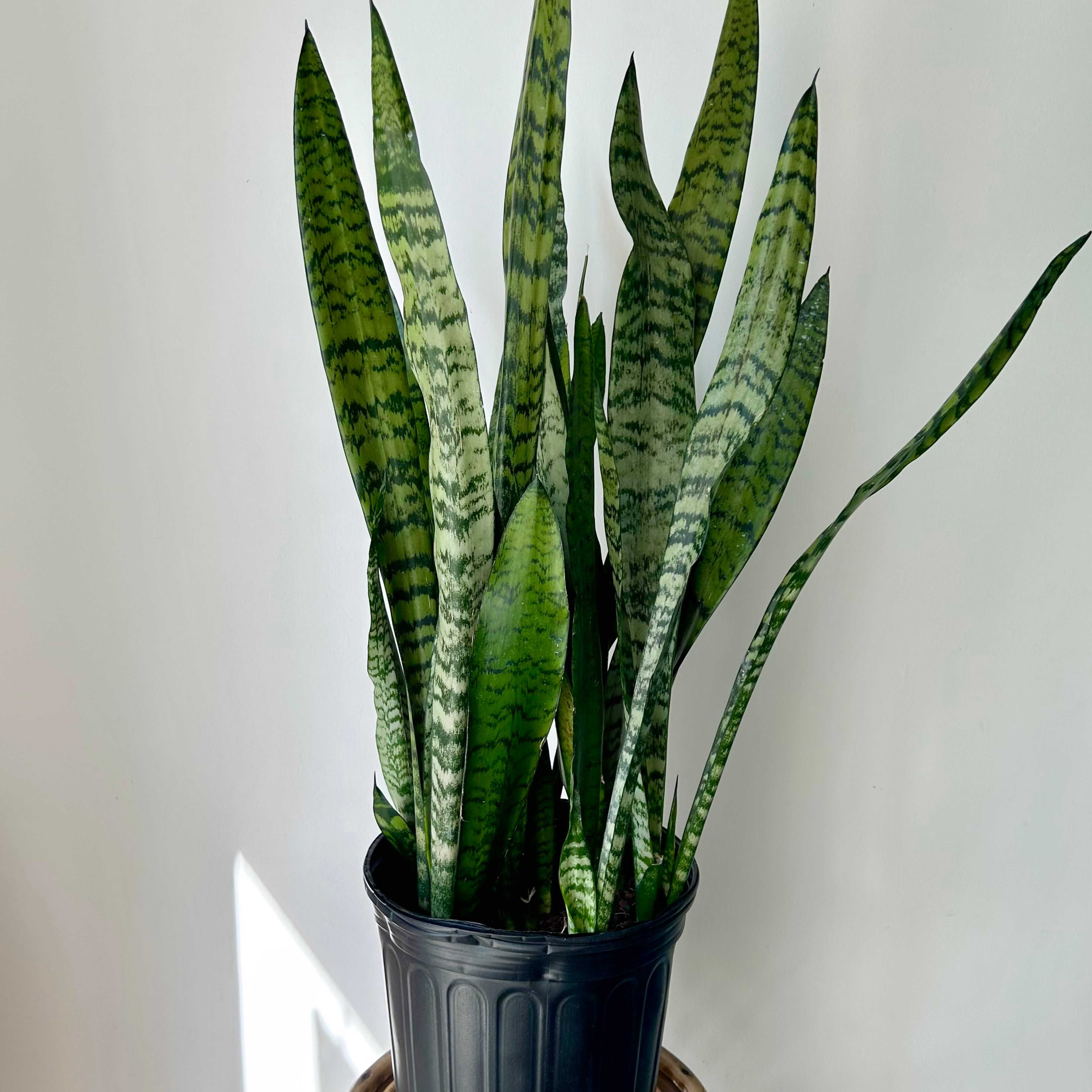 Sanseveiria Zeylanica approximately 3 ft tall in 10” pot