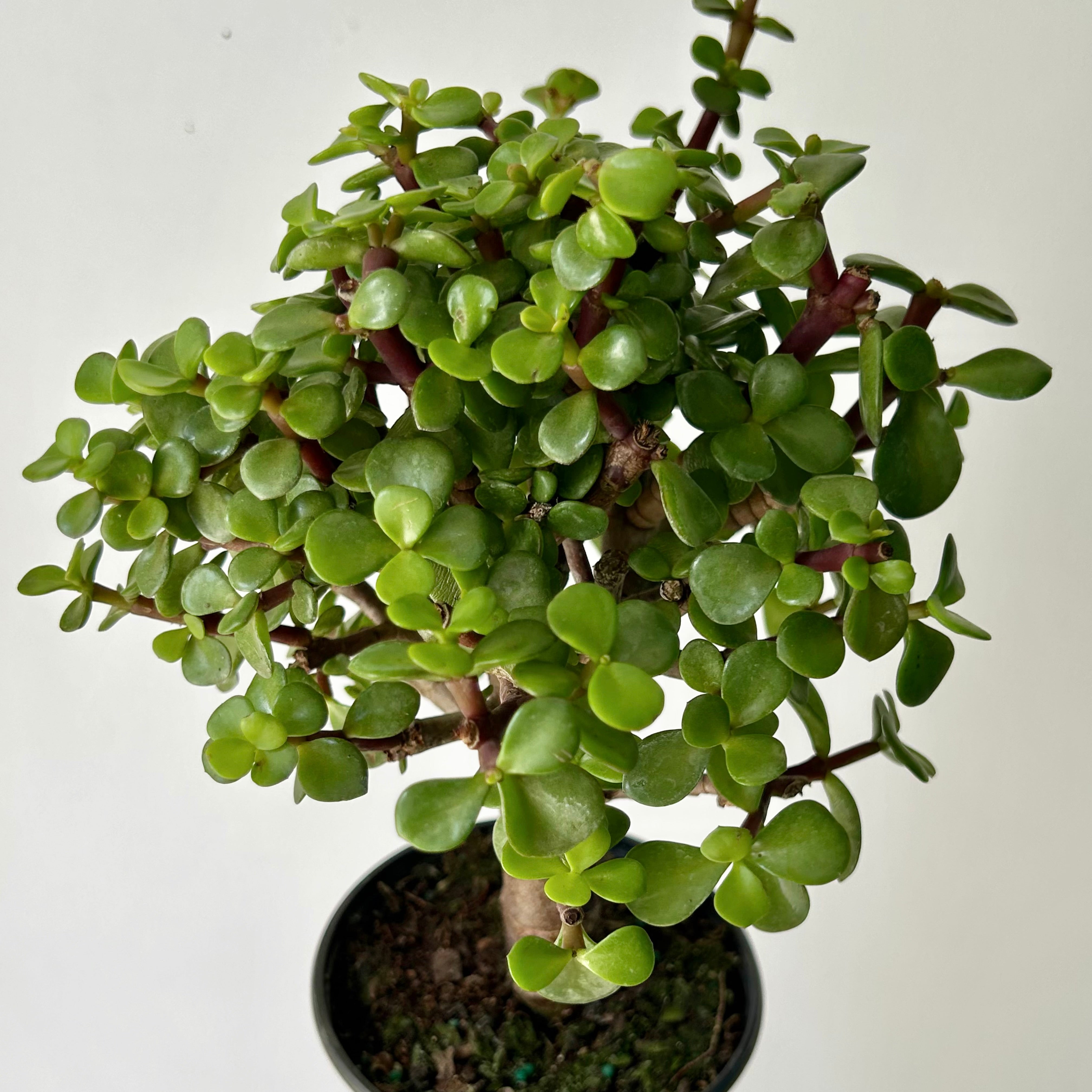 Elephant Jade Succulent (Portulacaria Afra) Tree form 4"pot
