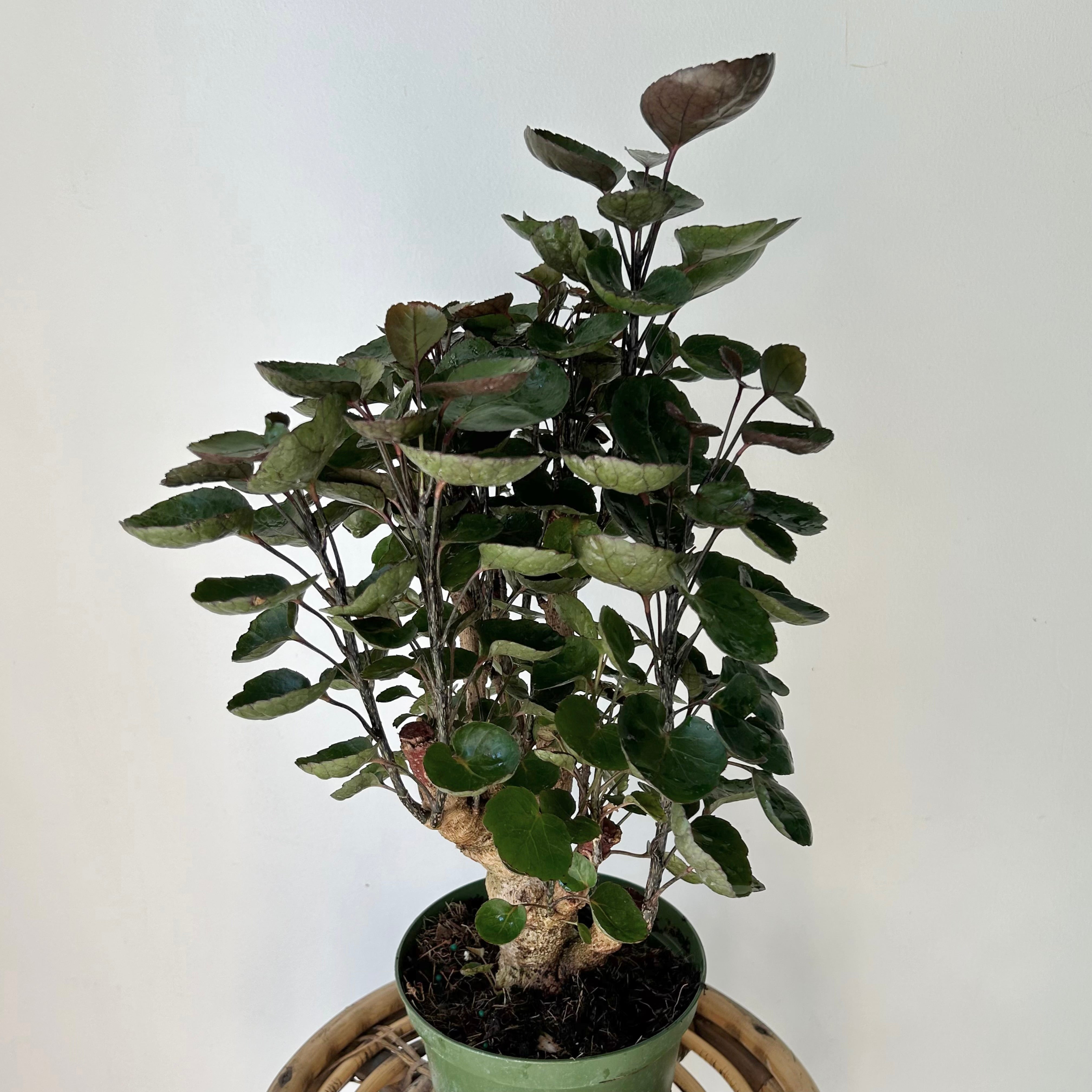 Fabian Aralia Stump (Polyscias Scutellaria) approximately 20 inches tall in 6” Pot