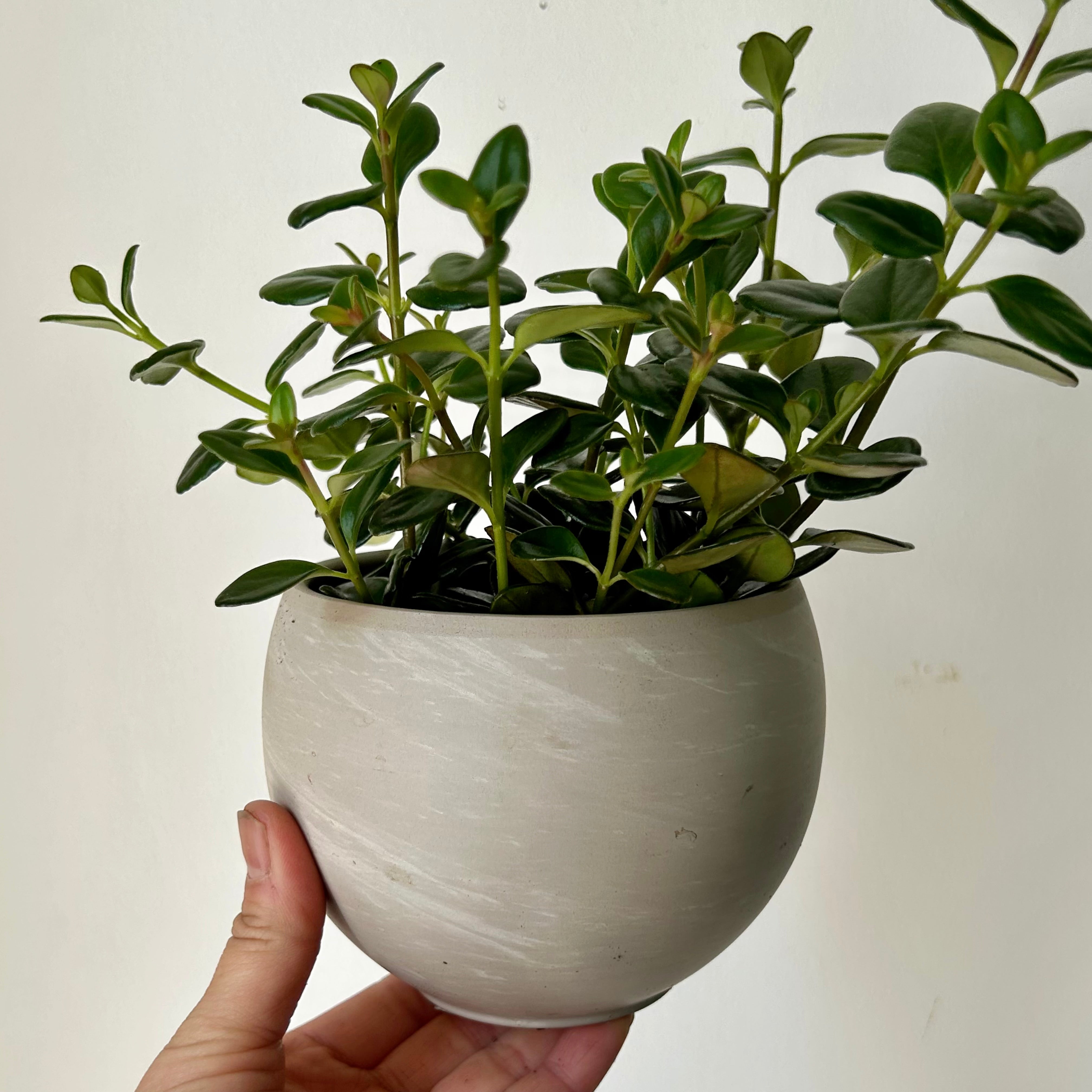 Goldfish Plant (Nematanthus) 3.5”p