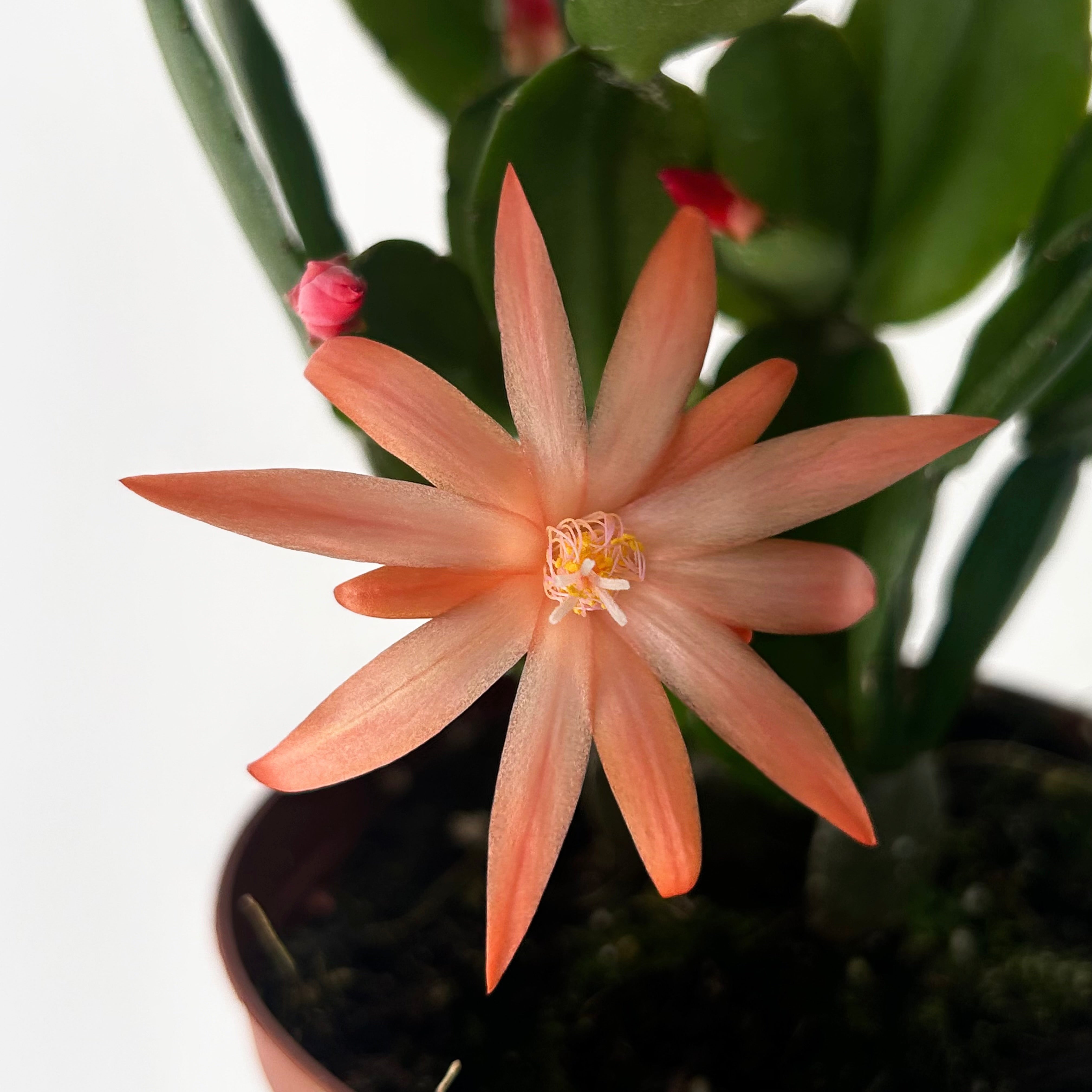 Easter Cactus (Rhipsalidopsis gaertneri ) 4”pot
