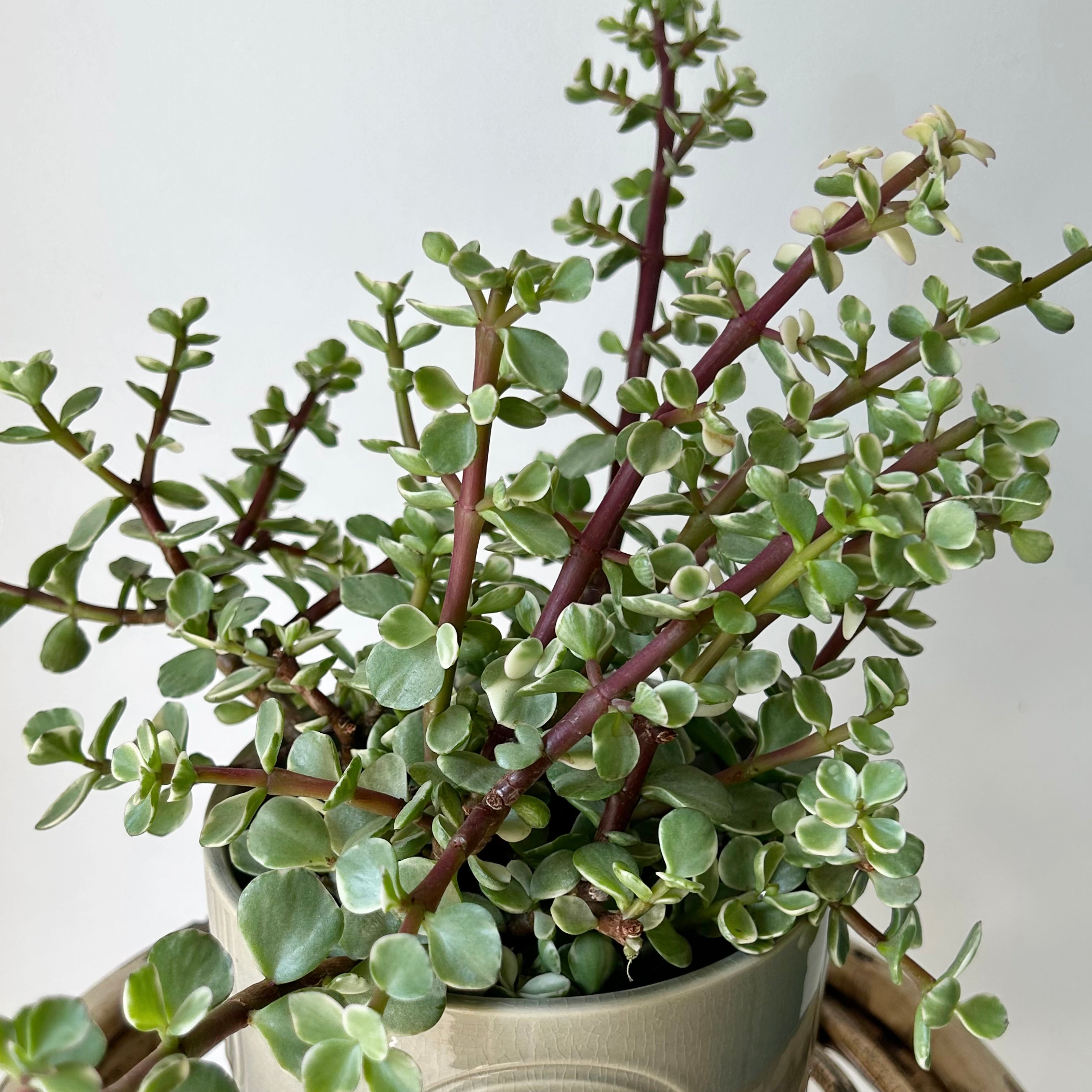 Variegated Elephant Bush Succulent 4” pot (Portulacaria Afra)