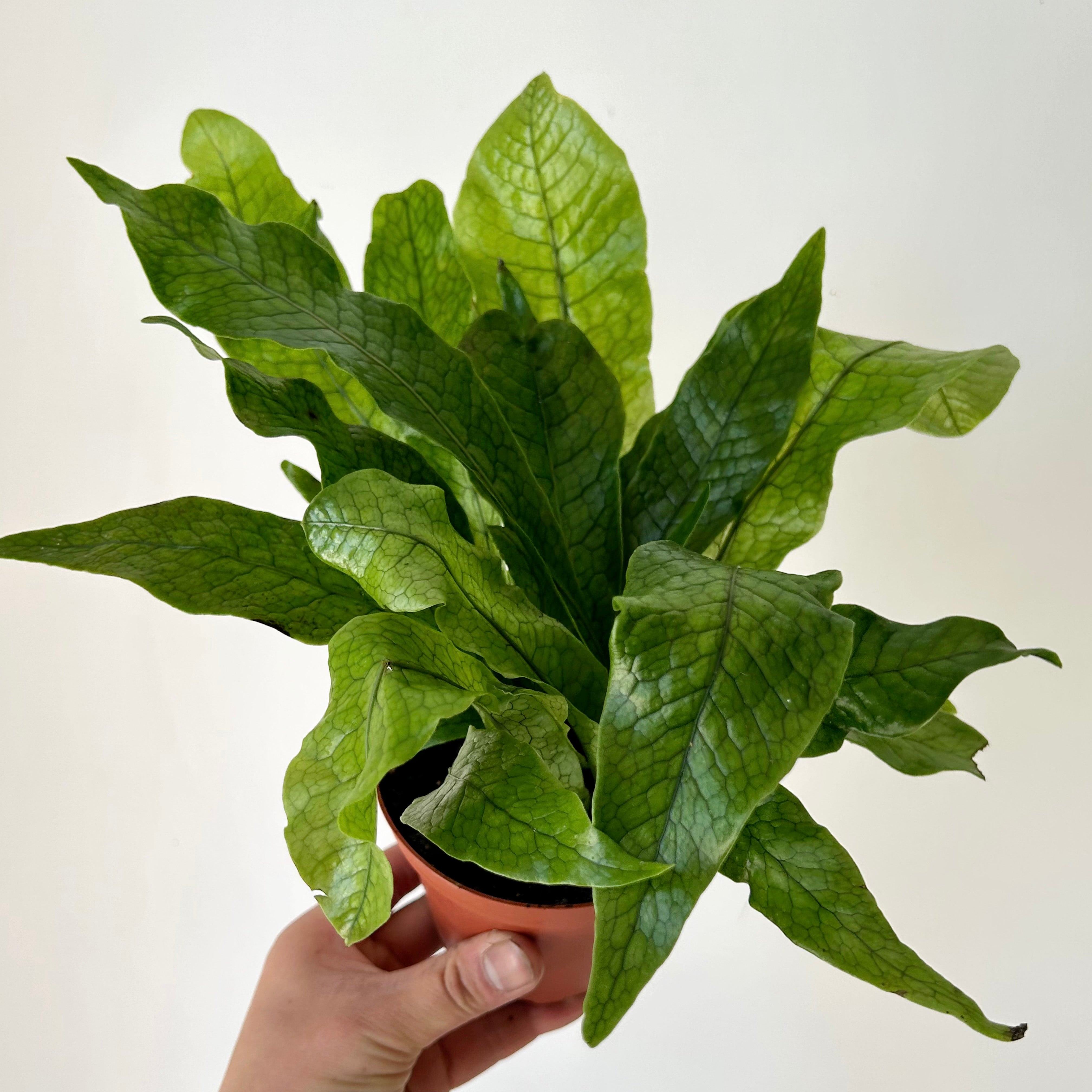 Crocodile Fern (Microsorum musifolium) 4”pot