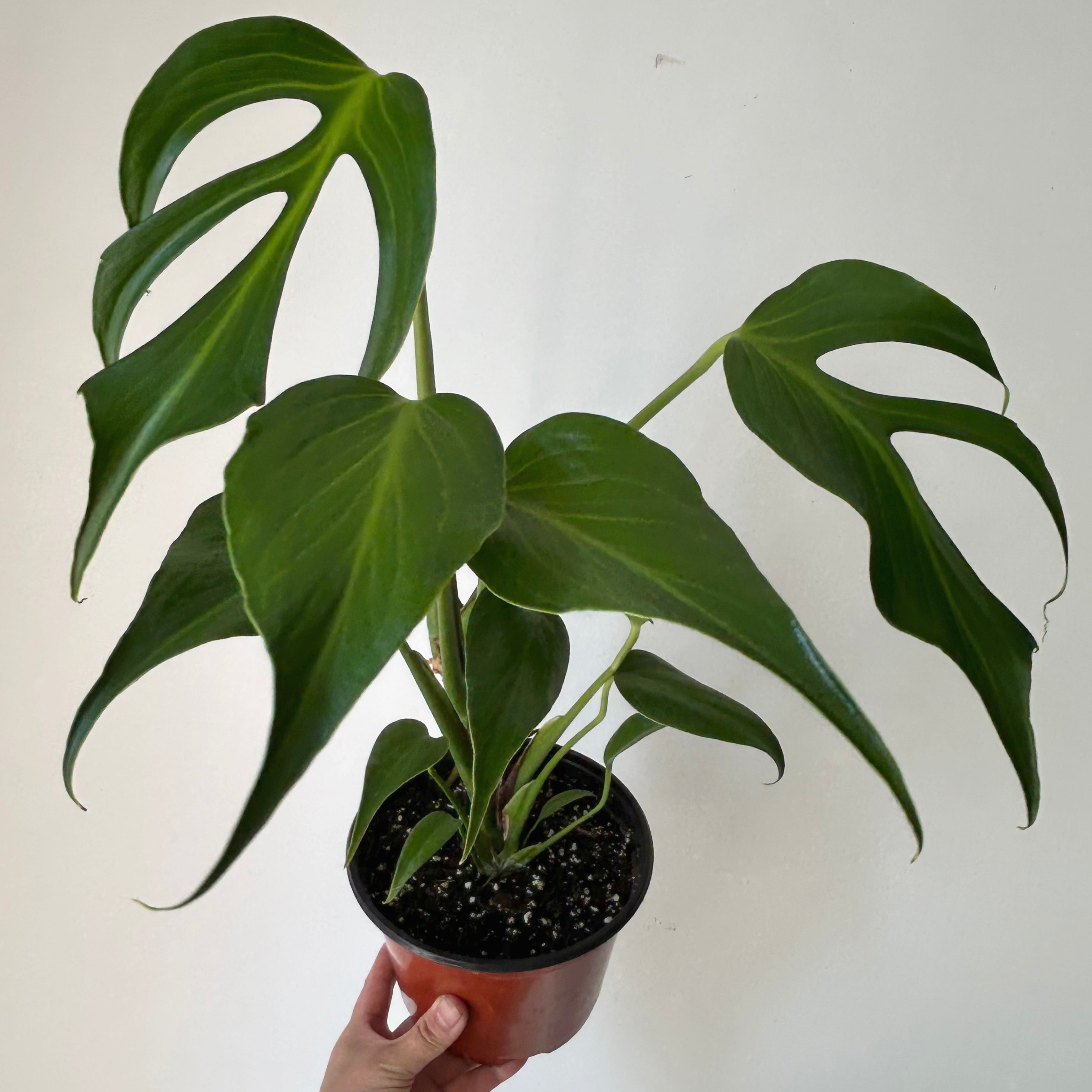 Monstera burle marx flame 6” pot
